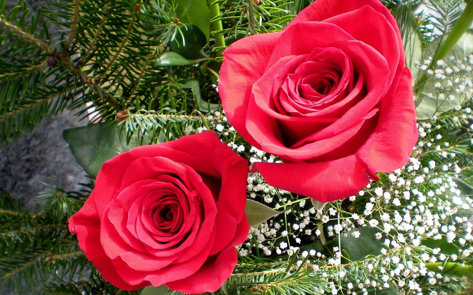 Two red roses with greenery and baby's breath HD Wallpaper