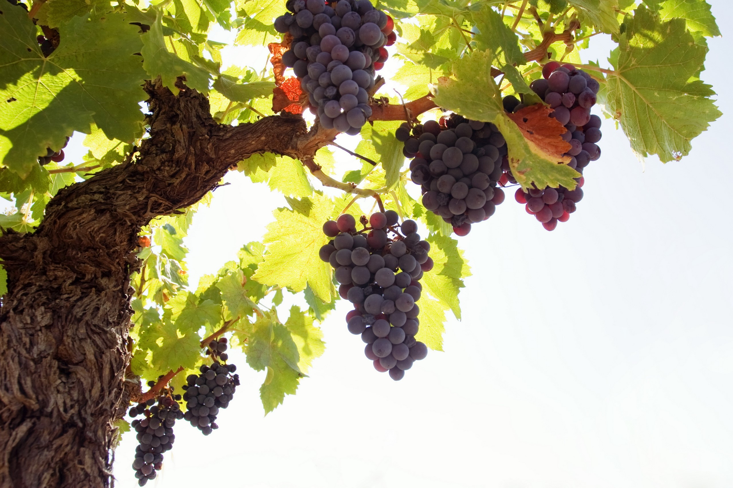 Bunches of ripe red grapes hanging from a vine HD Wallpaper