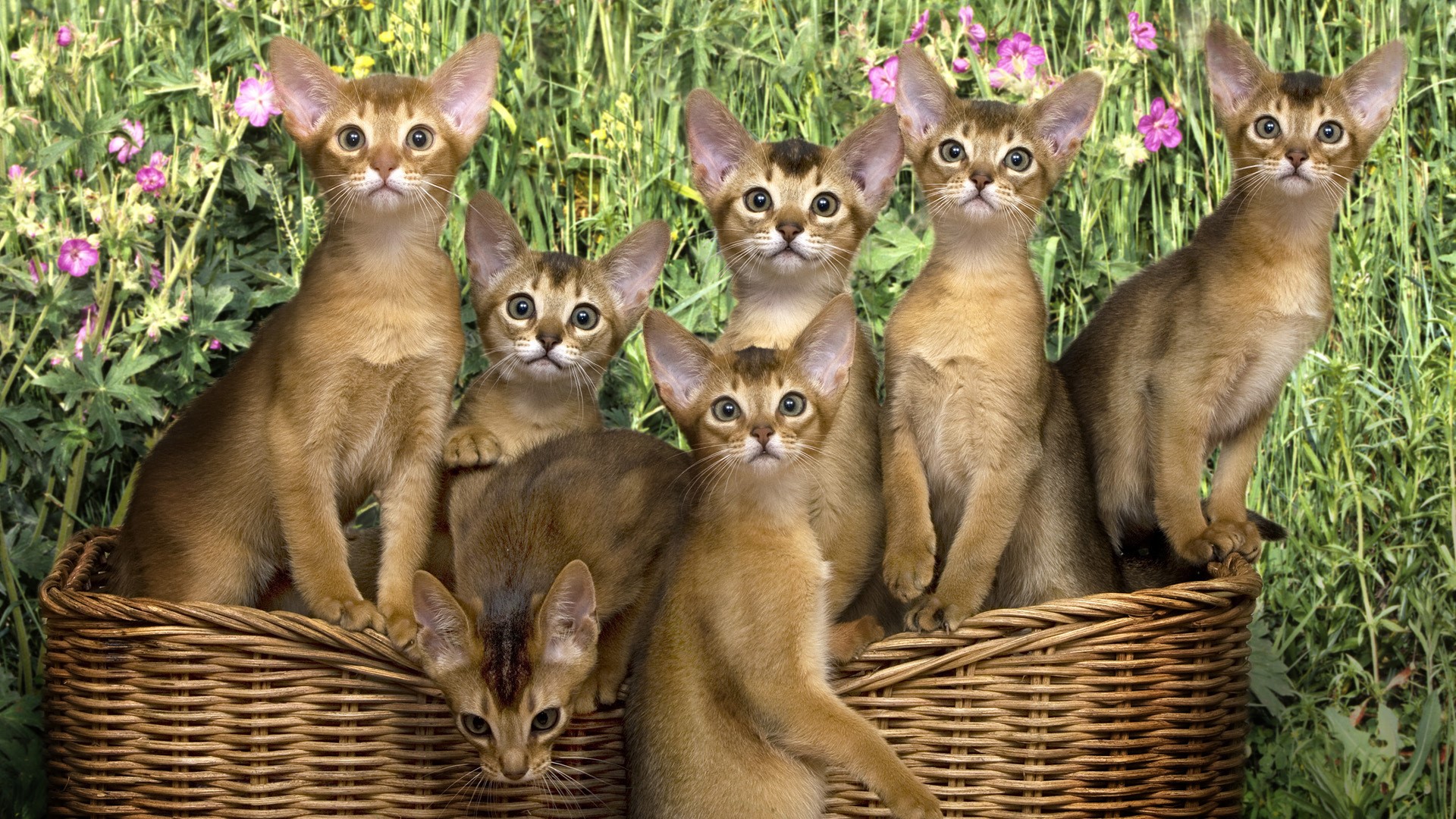Six Abyssinian kittens in a basket HD Wallpaper
