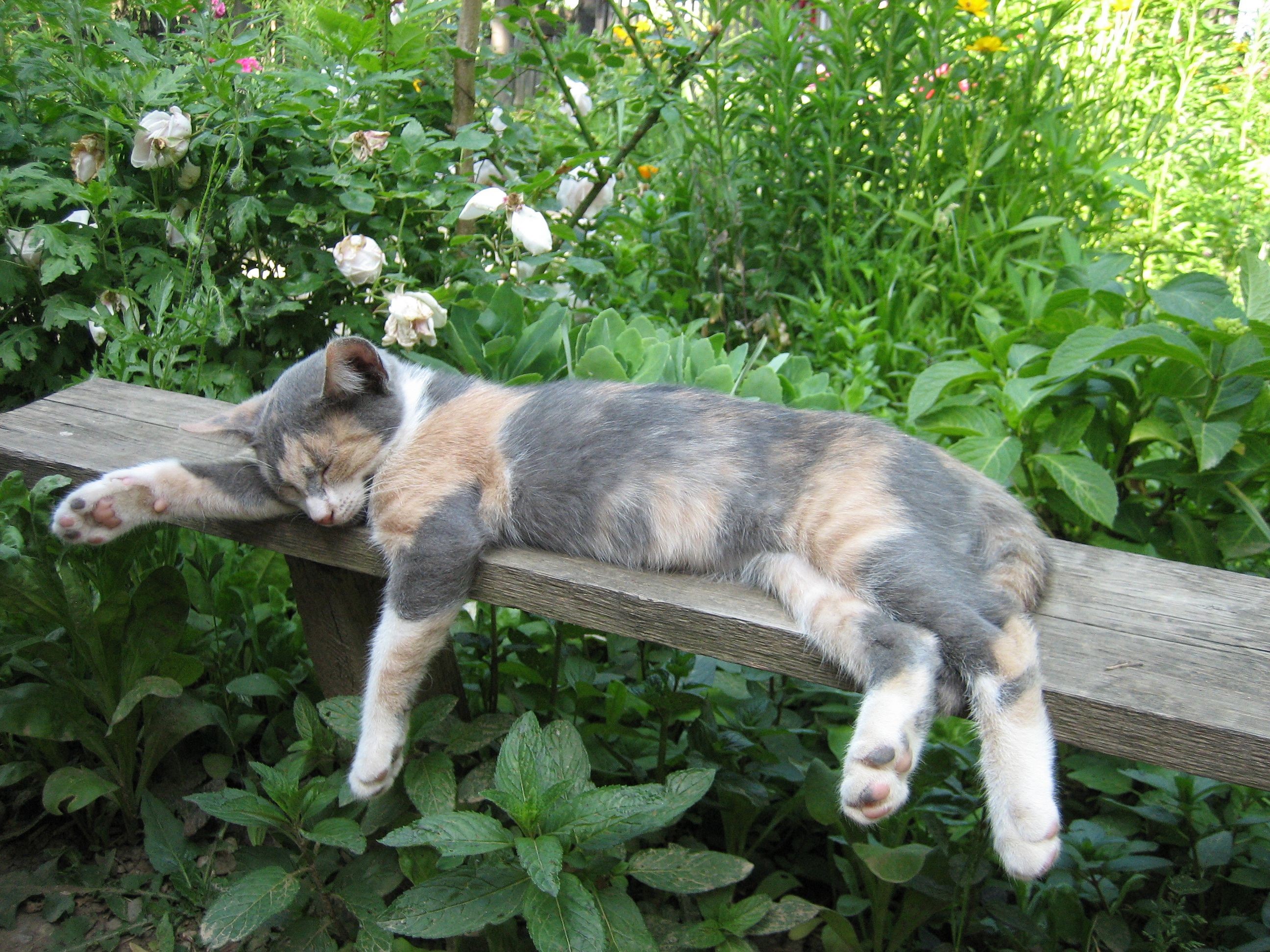 Calico cat sleeping on a wooden bench in a garden HD Wallpaper