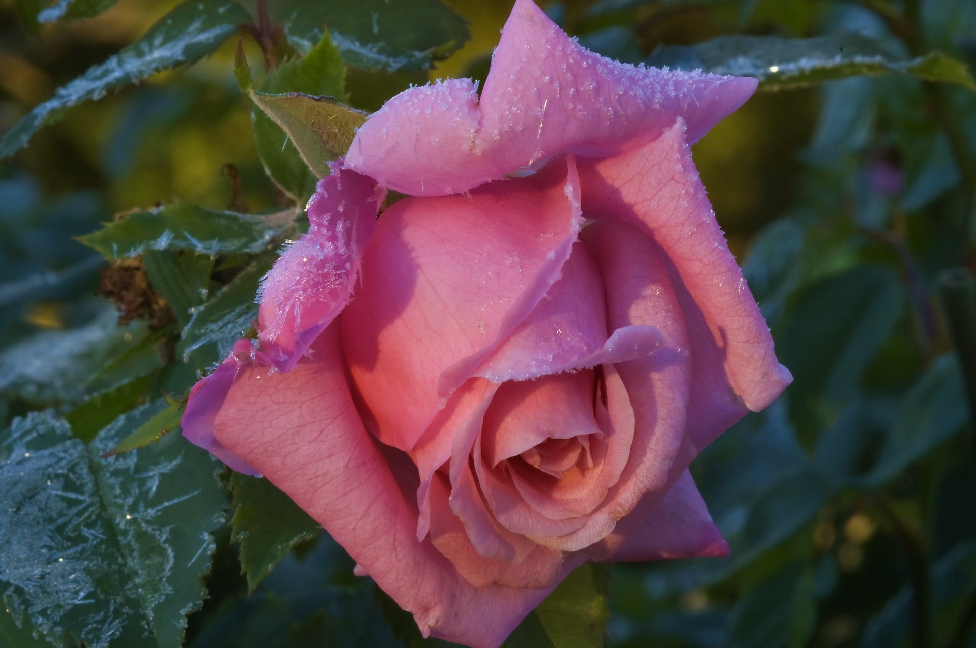 Pink rose with frost on petals and leaves HD Wallpaper