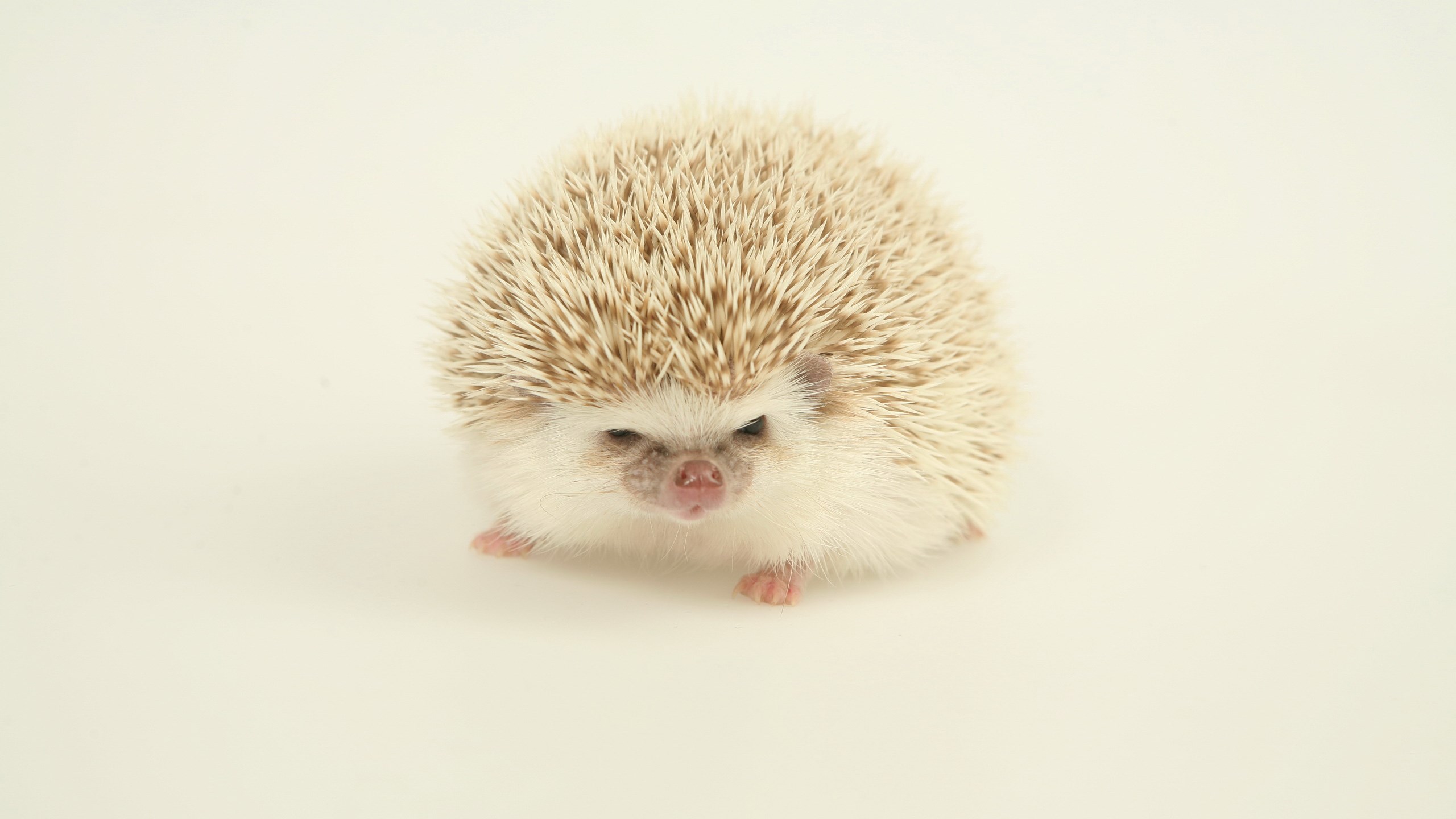 A small hedgehog on a plain background HD Wallpaper