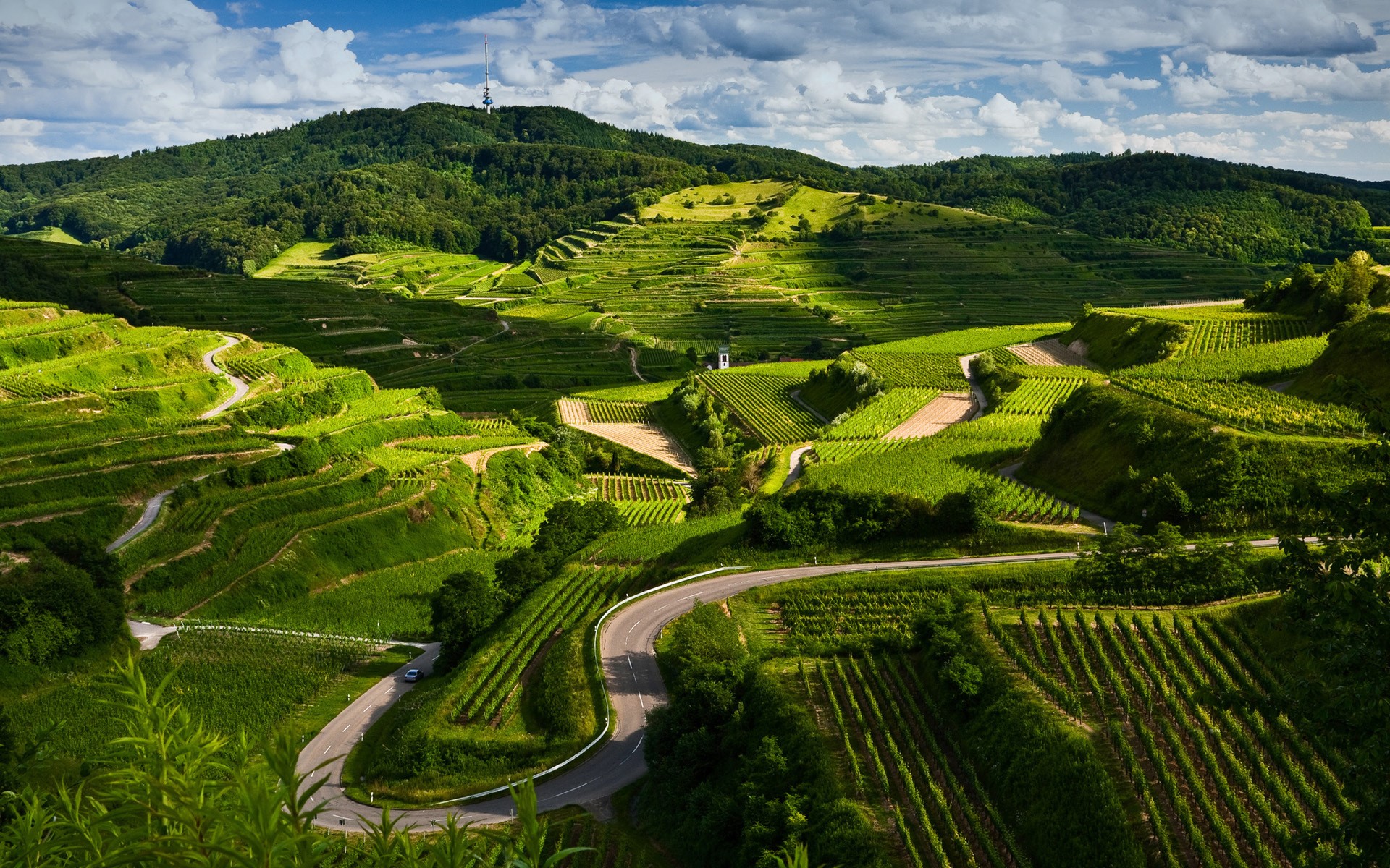 Terraced Vineyards on Rolling Green Hills HD Wallpaper