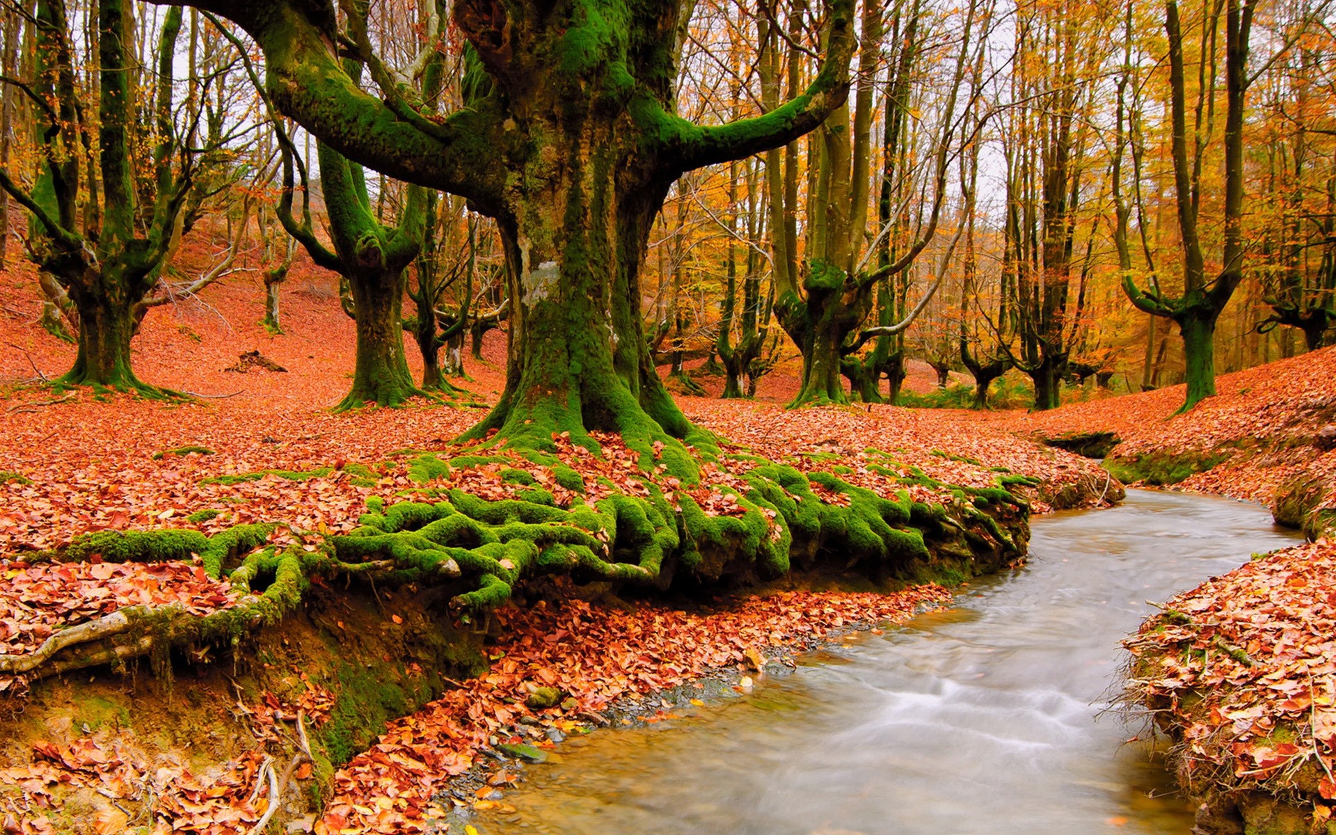 Autumn forest with a stream and mossy trees HD Wallpaper