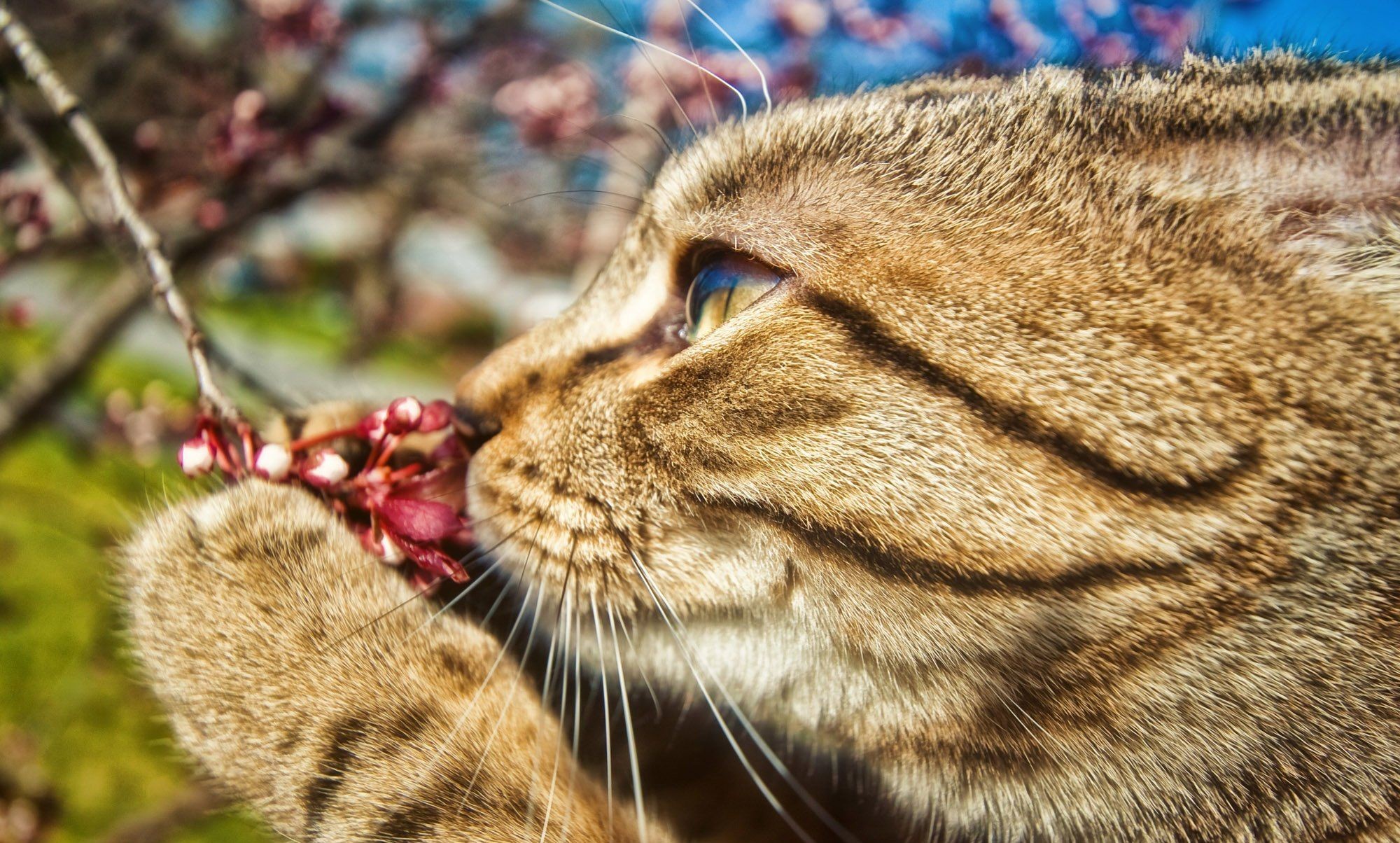 Close-up of a tabby cat smelling pink flowers HD Wallpaper