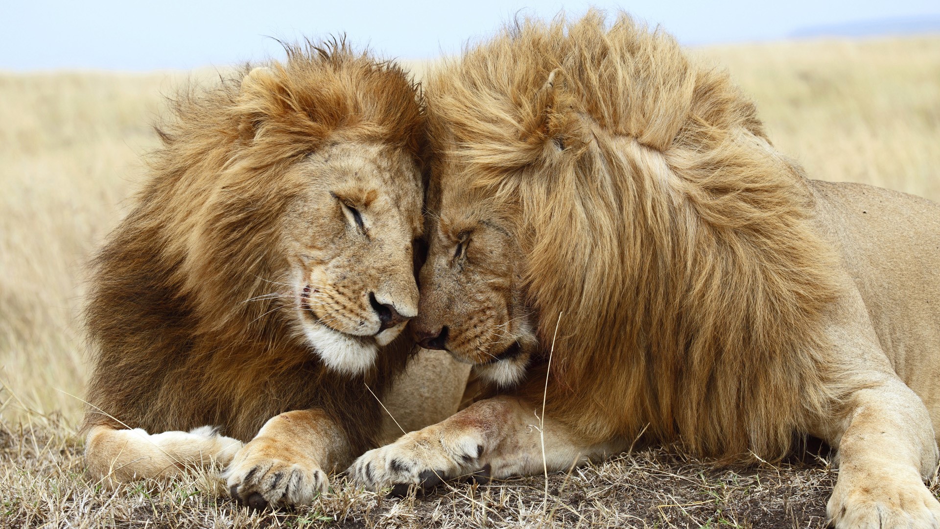 Two lions nuzzling in a grassy field HD Wallpaper