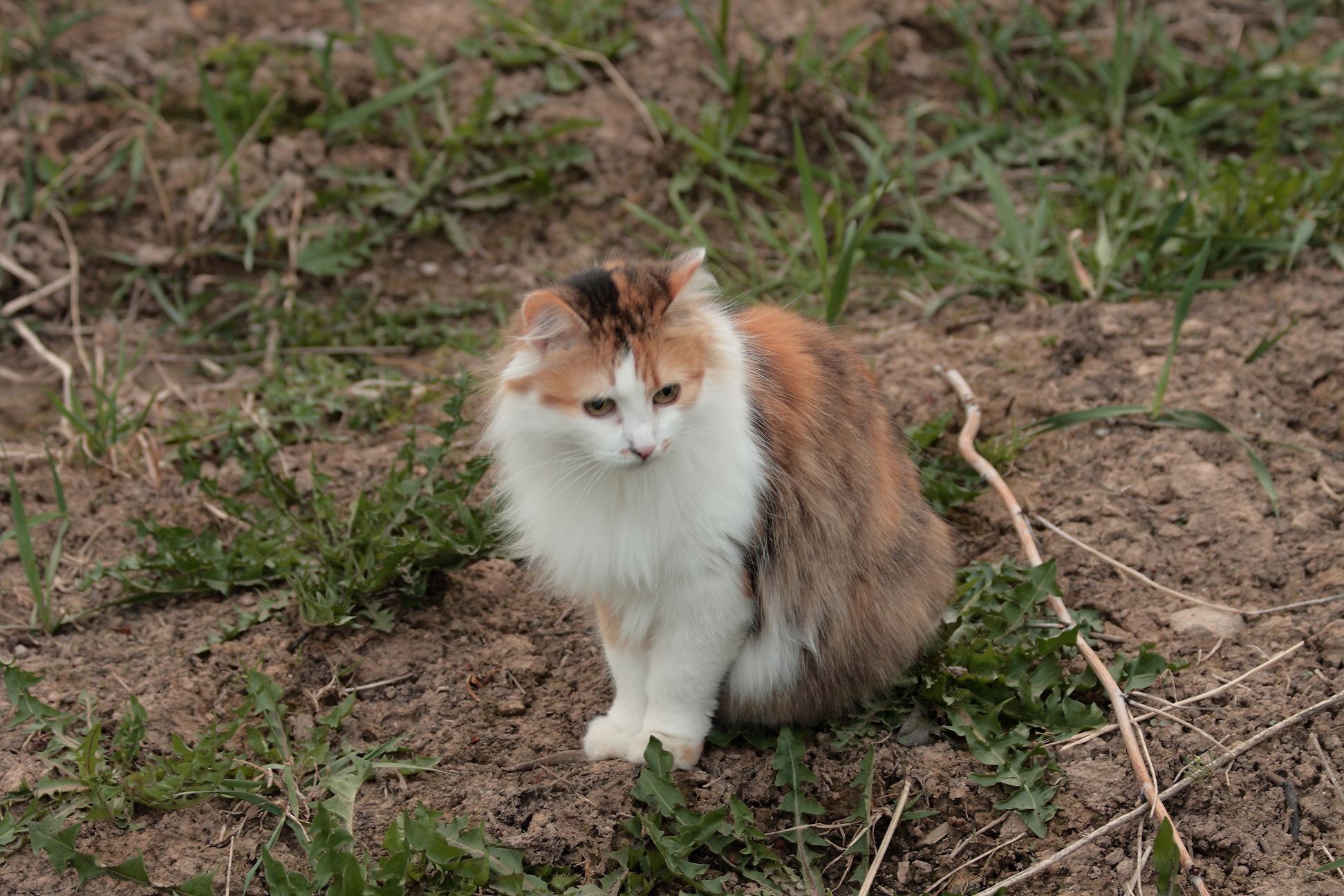 Calico cat sitting on dirt ground HD Wallpaper