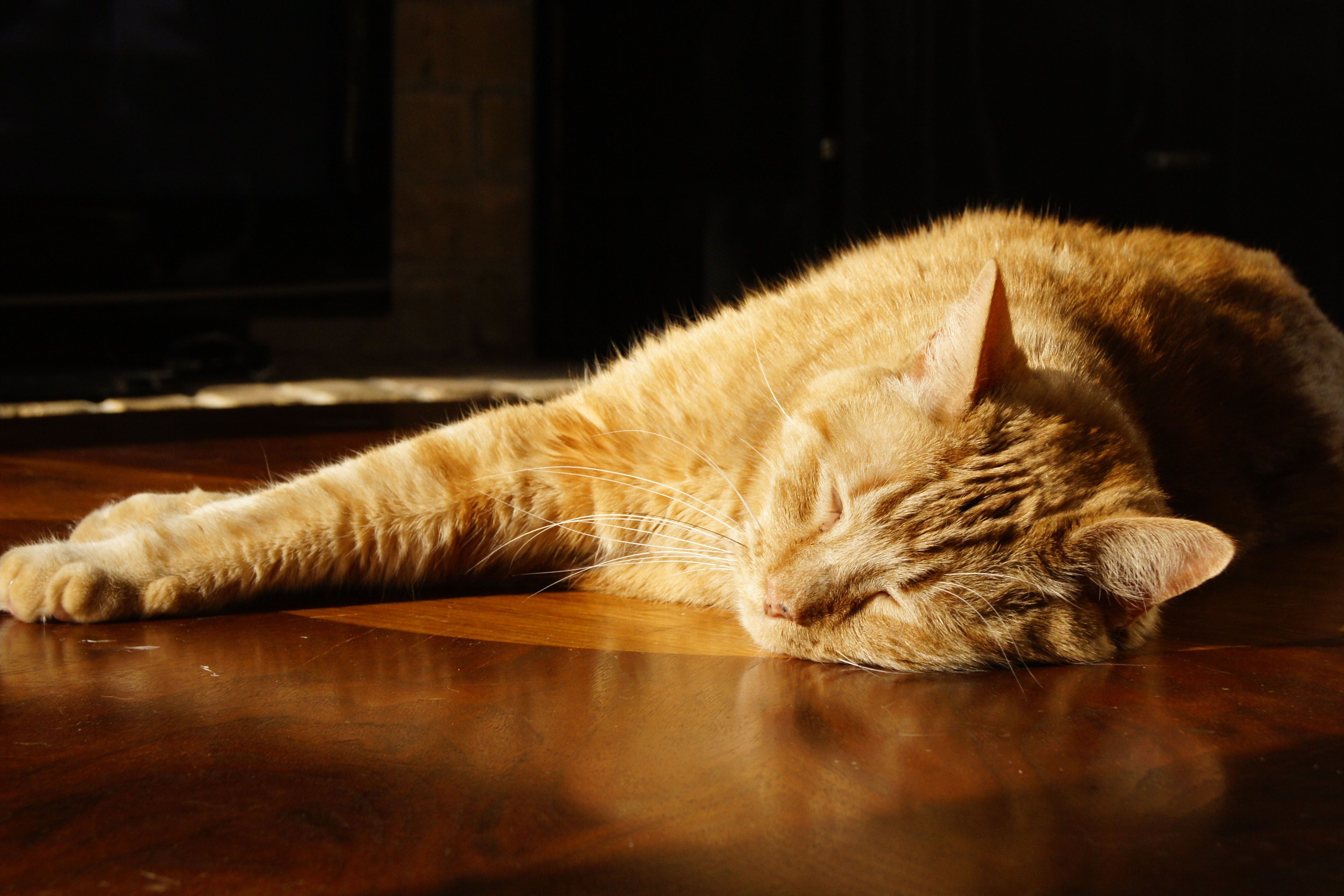 Orange cat sleeping on wooden floor HD Wallpaper