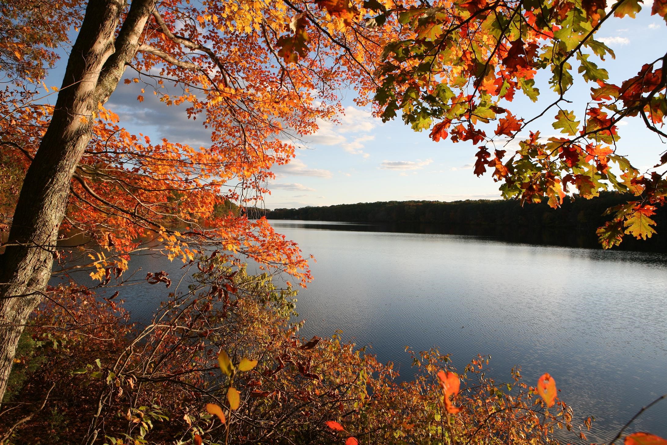 Autumn leaves frame a calm lake and forest HD Wallpaper