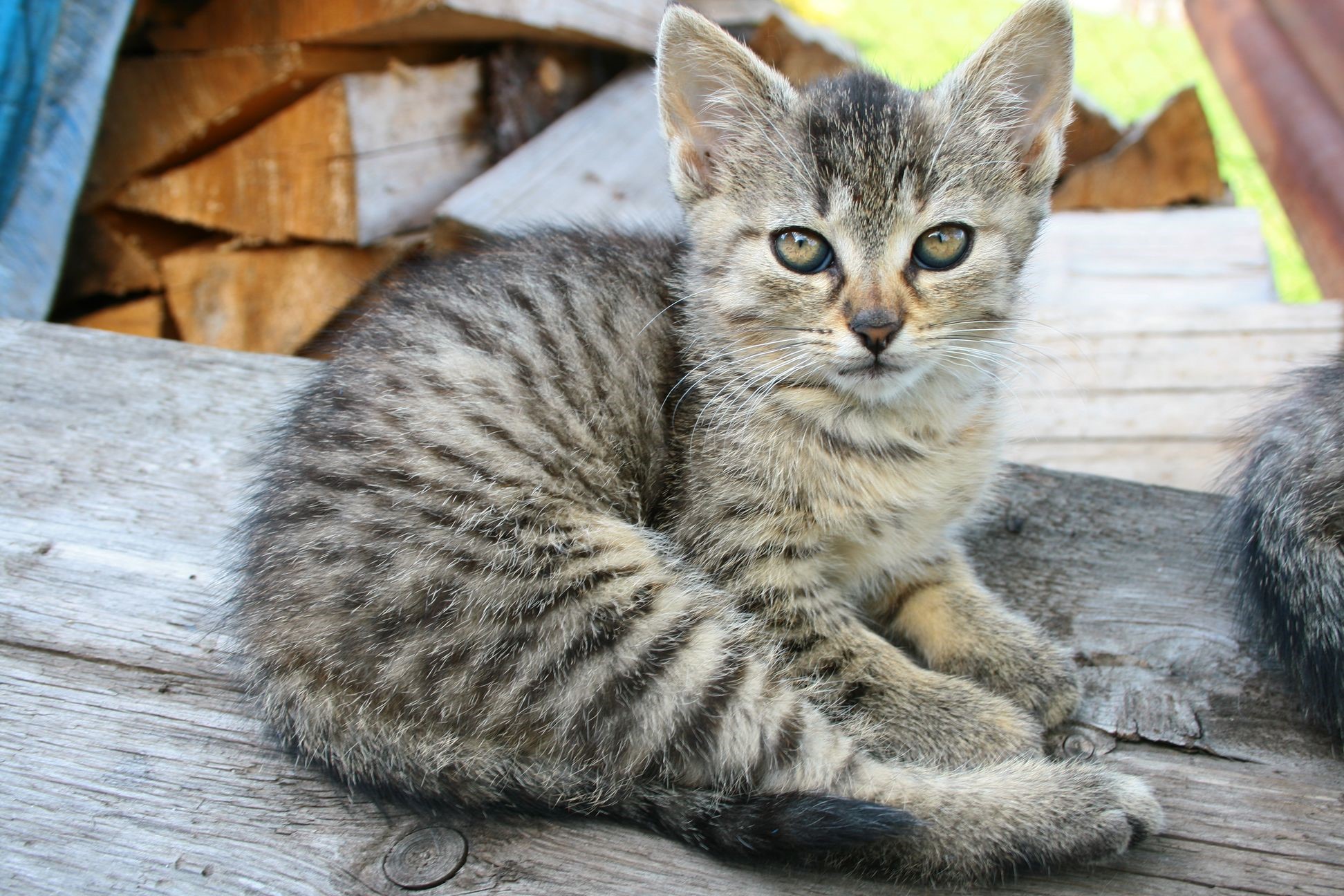 Tabby kitten sitting on a wooden surface HD Wallpaper