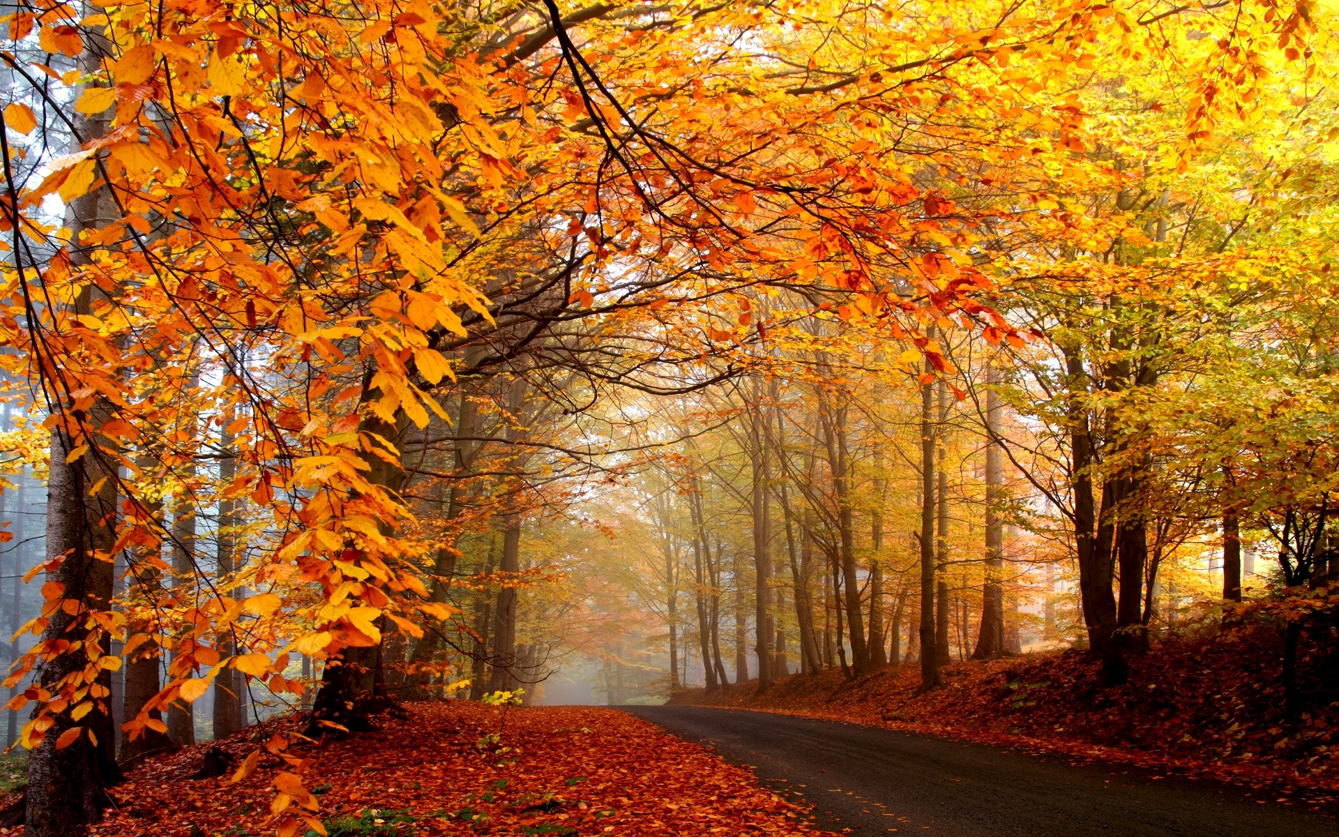 Autumn forest road with colorful leaves HD Wallpaper