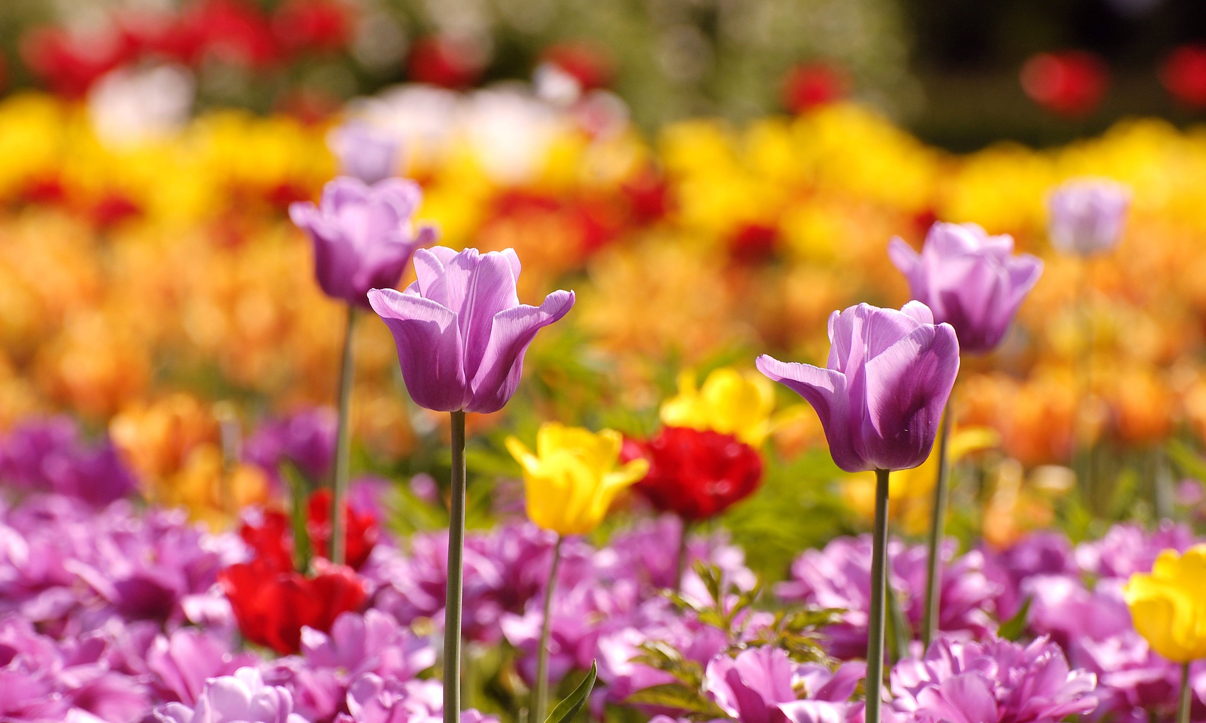 4K Tulips Field HD Wallpaper