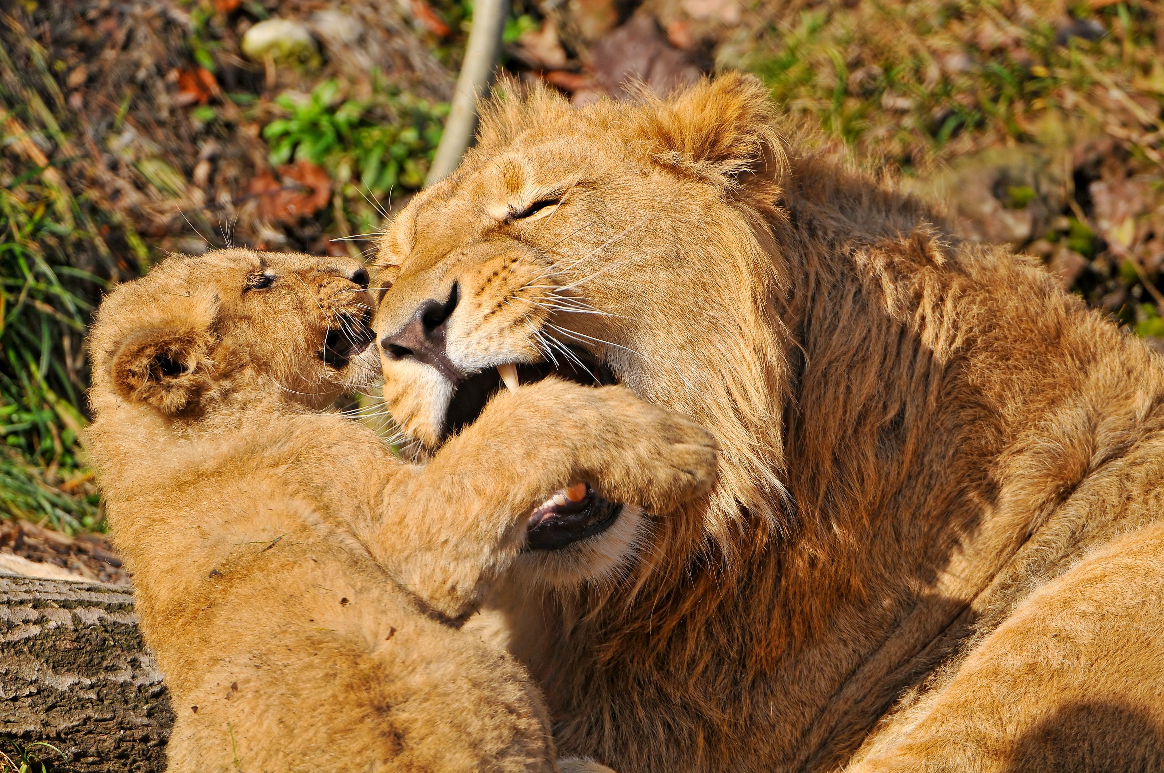 Lion cub playing with adult lion HD Wallpaper
