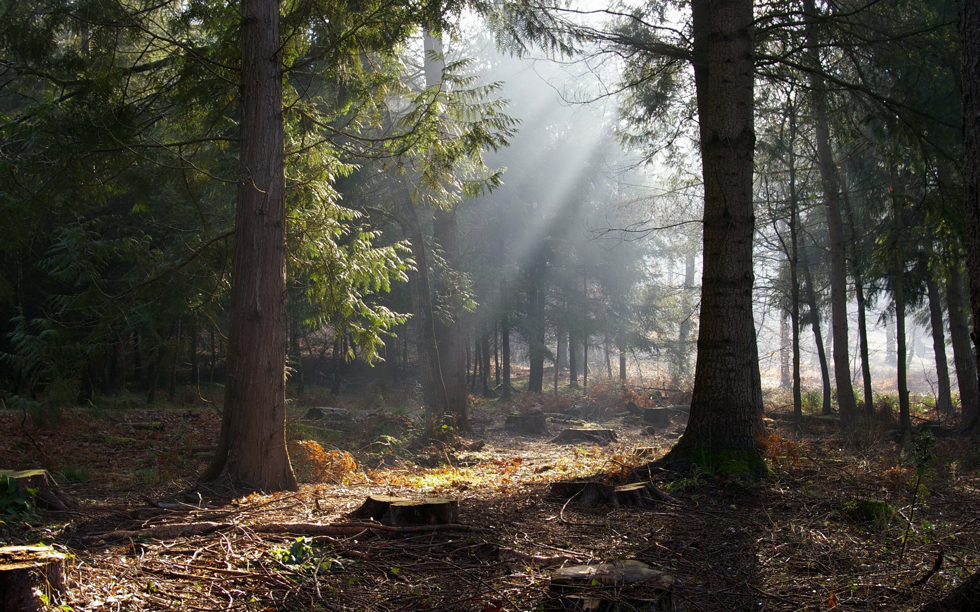 Sunbeams filtering through a forest with tree stumps HD Wallpaper