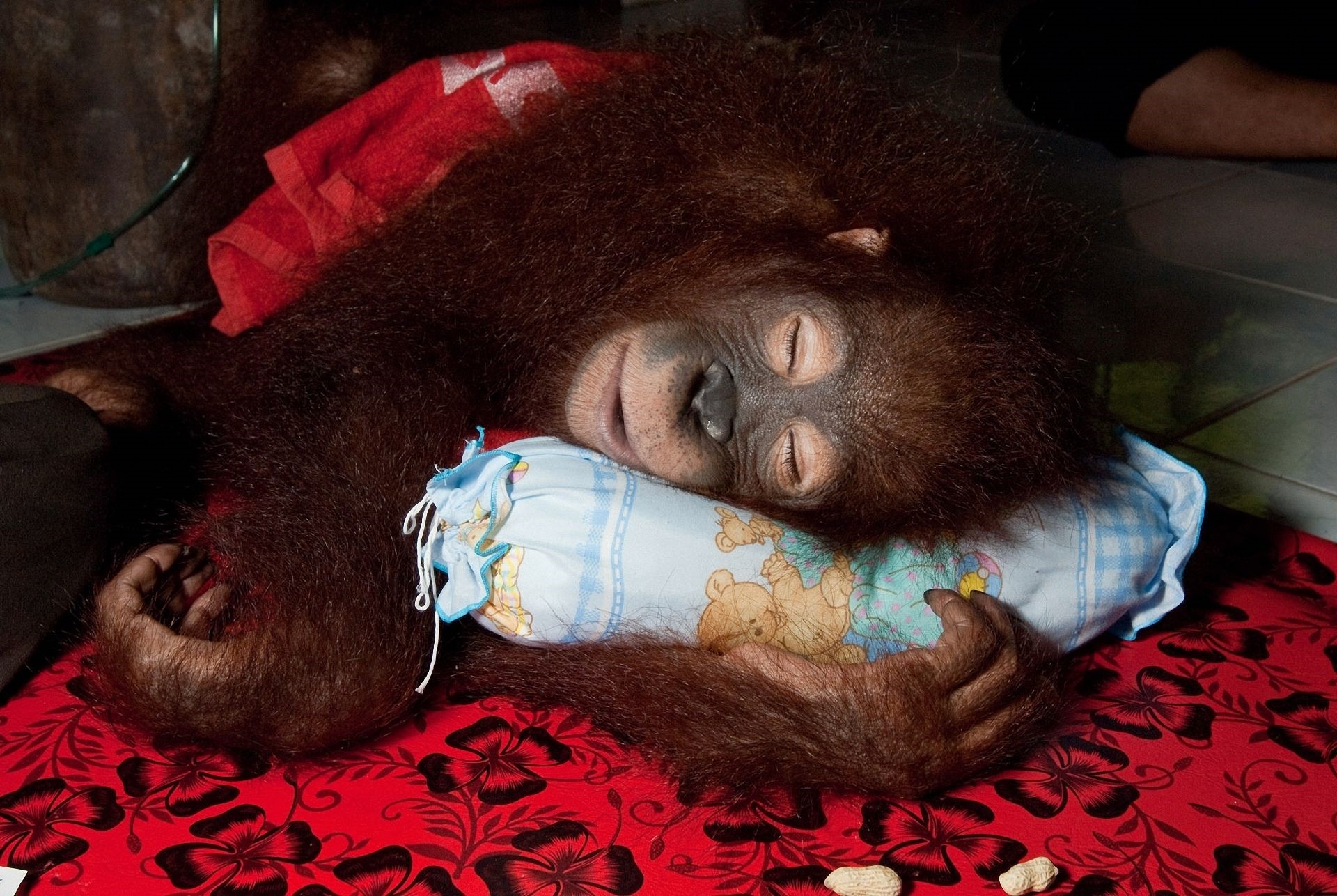 Orangutan sleeping on a pillow HD Wallpaper