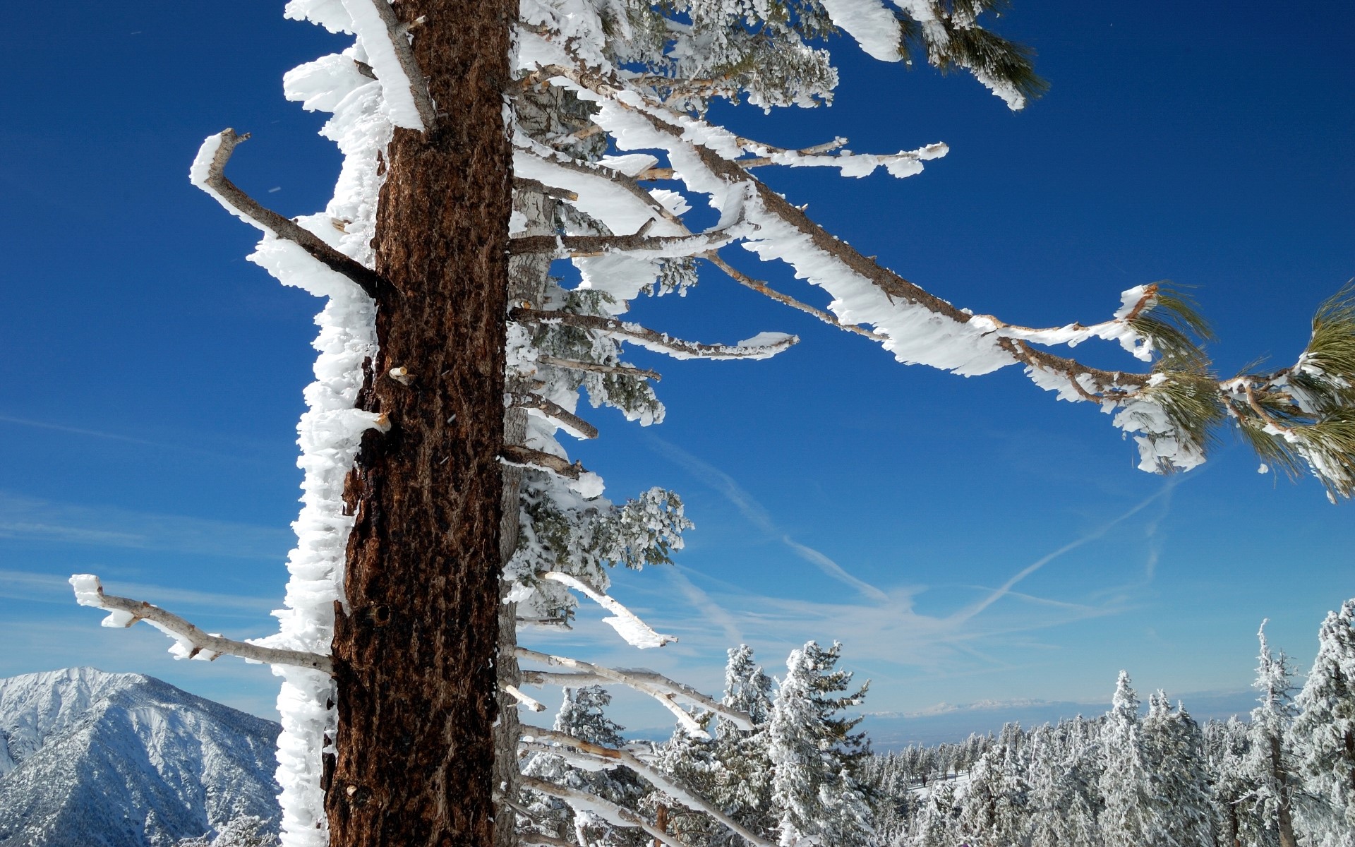 Snow-covered pine tree branches against a bright blue sky HD Wallpaper