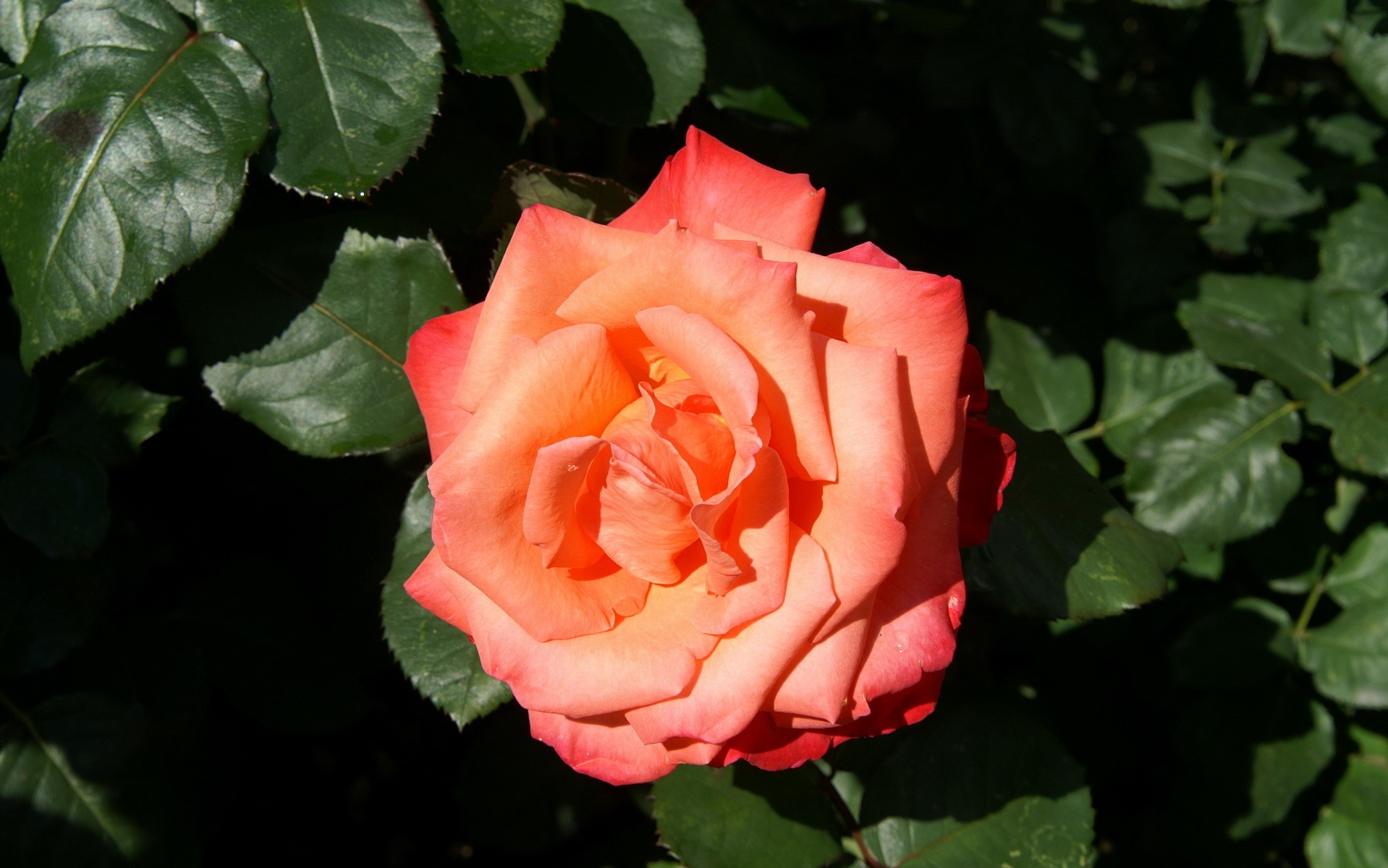 Close-up of a vibrant orange and pink rose HD Wallpaper