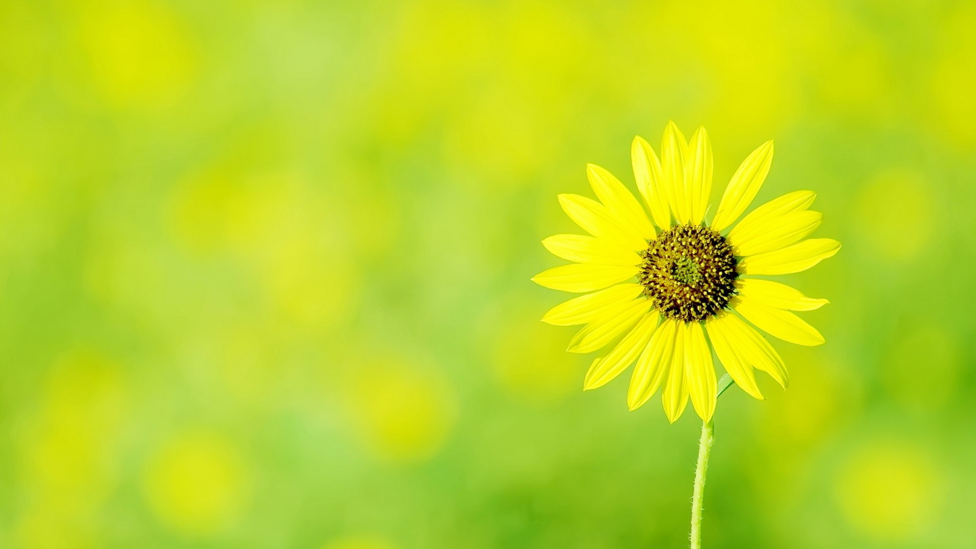 Yellow sunflower in a field of green HD Wallpaper