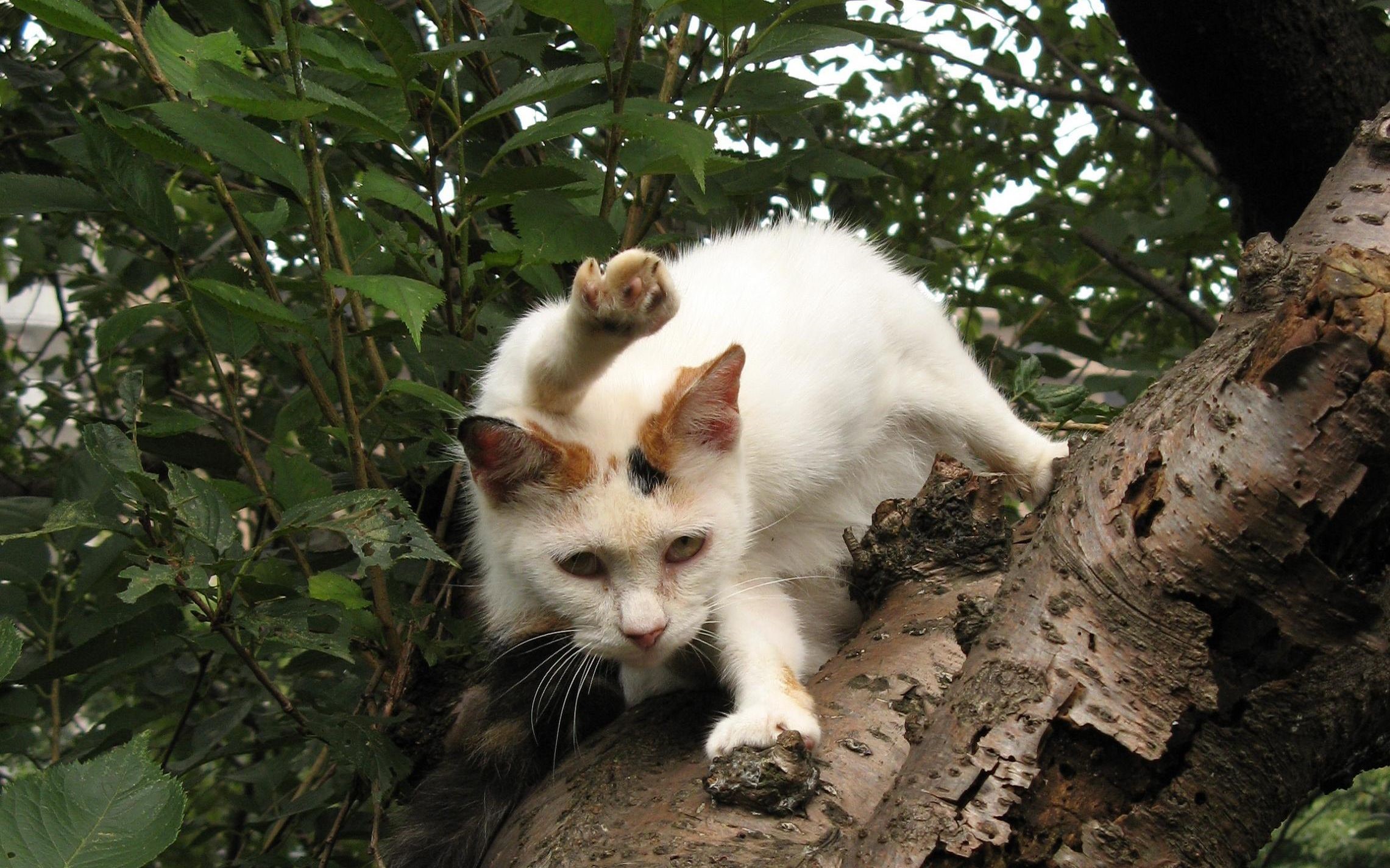 Calico cat sitting on a tree branch HD Wallpaper