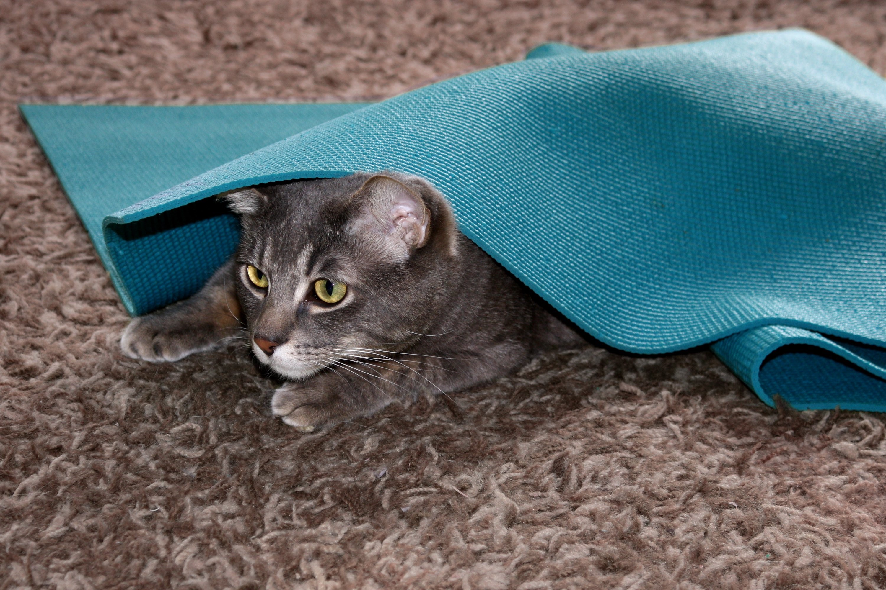 Gray cat hiding under a teal yoga mat HD Wallpaper