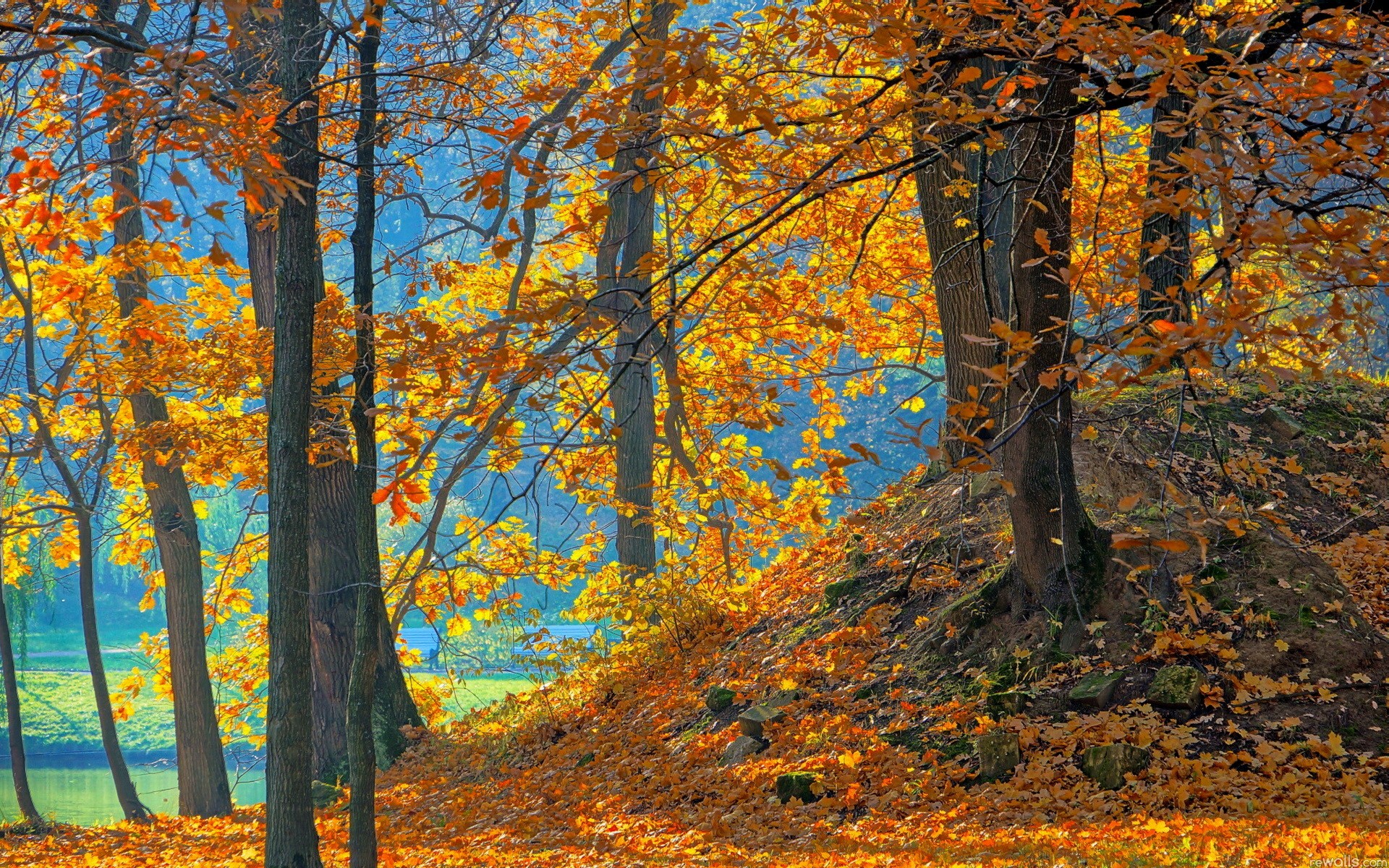 Autumn forest with fallen leaves and sunlight HD Wallpaper