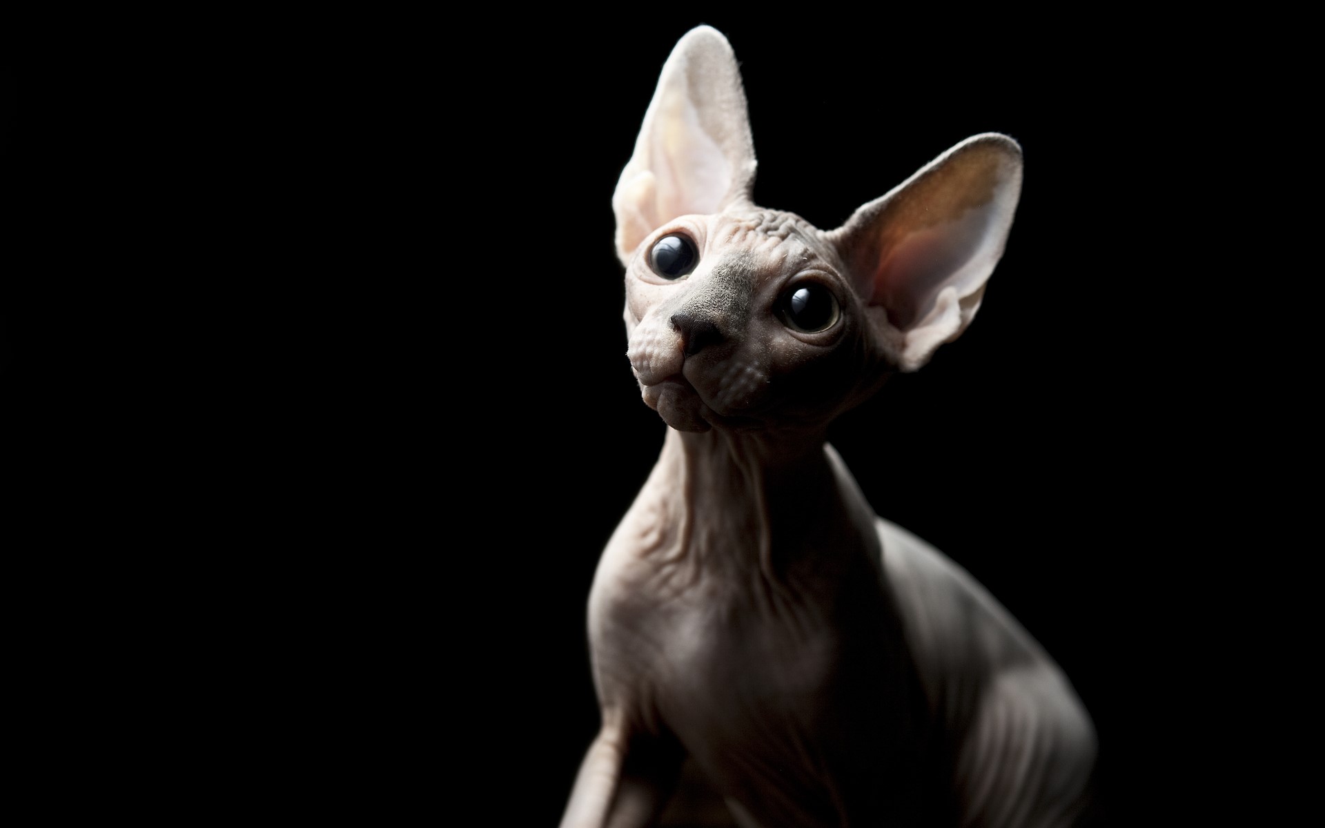 Sphynx cat with large eyes against black background HD Wallpaper