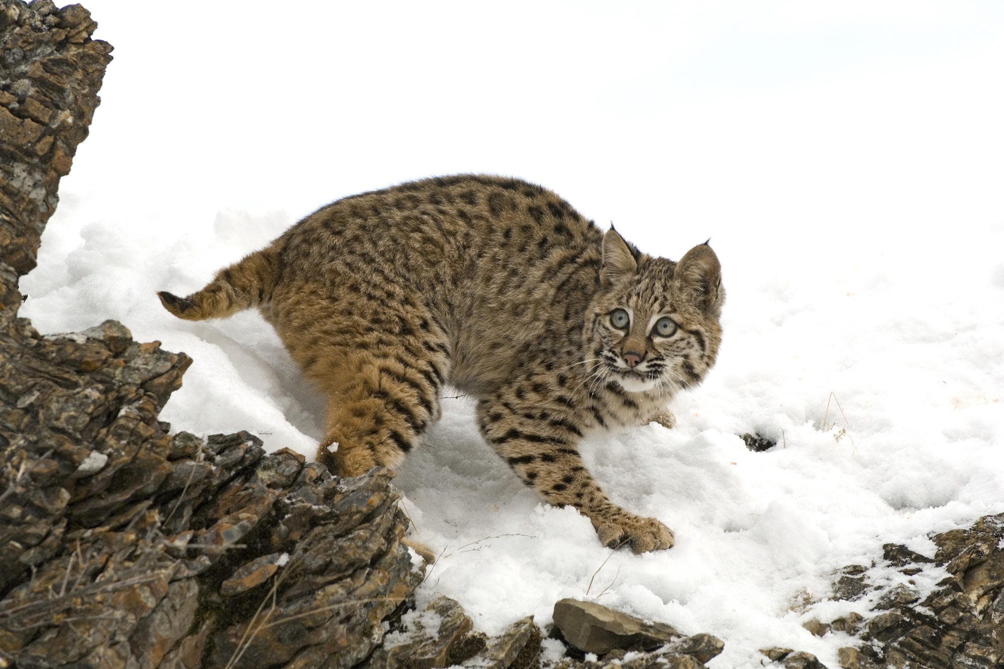 Bobcat in the snow near rocks HD Wallpaper