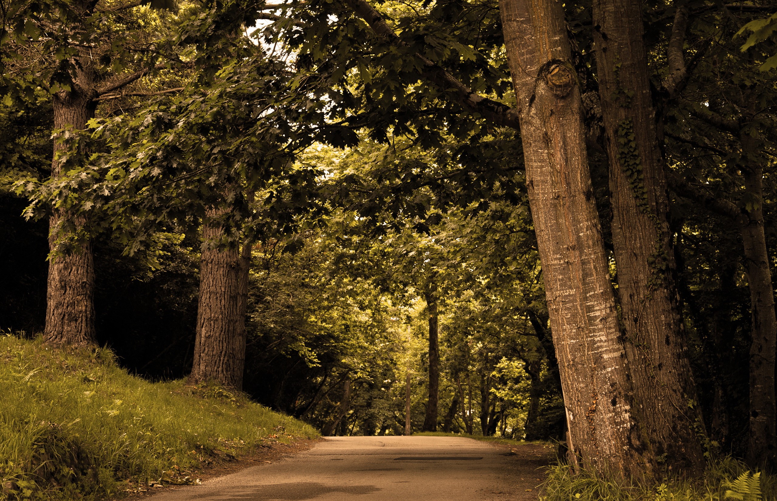 A paved path winds through a dense forest with large trees. HD Wallpaper