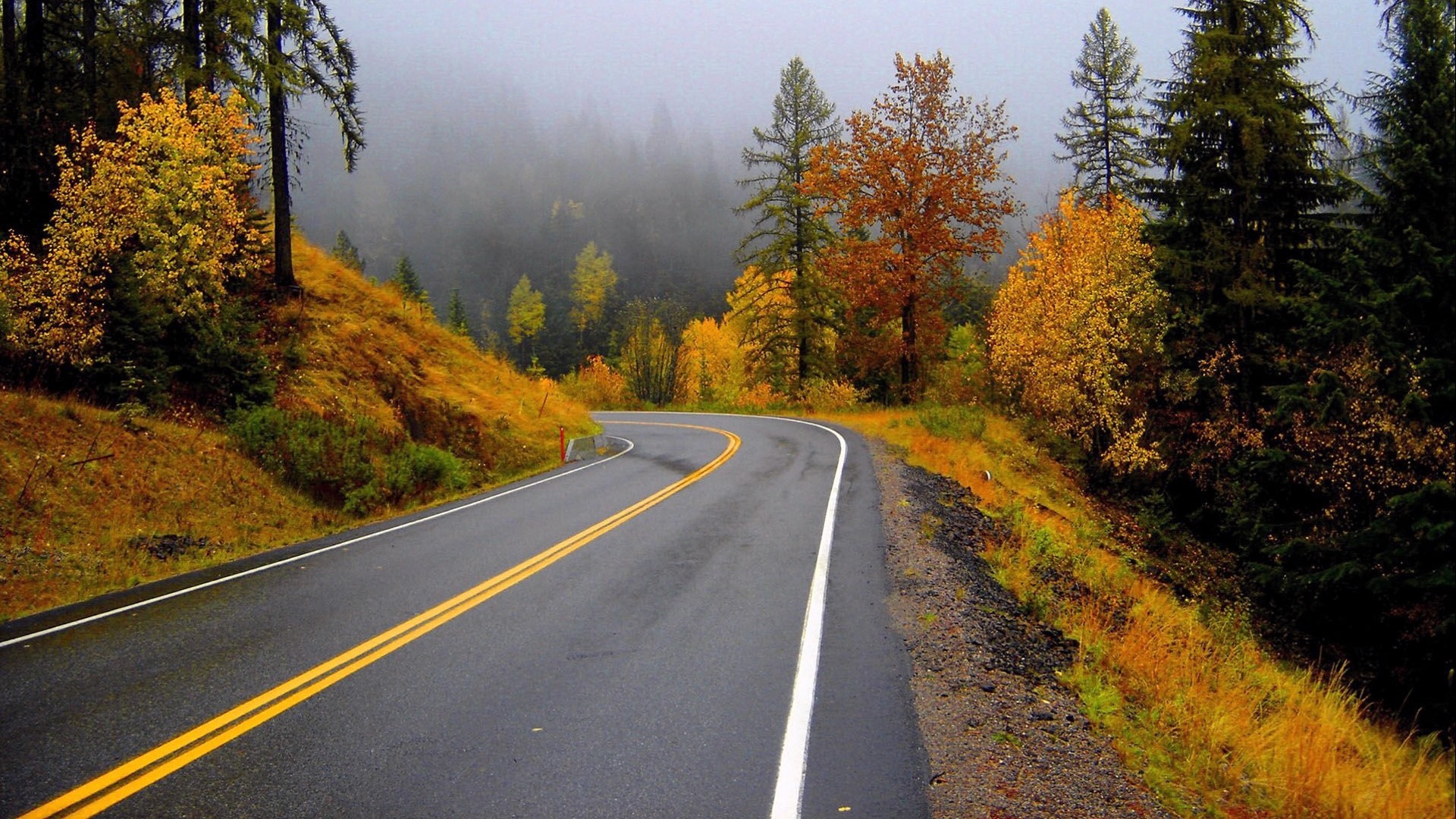 Winding Road Through Autumn Forest HD Wallpaper