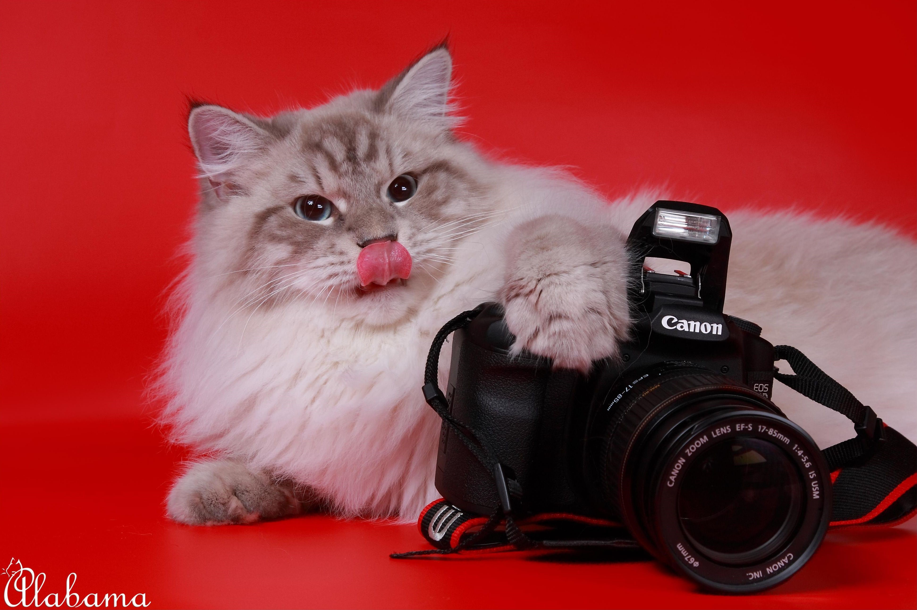 Cat with Canon Camera HD Wallpaper