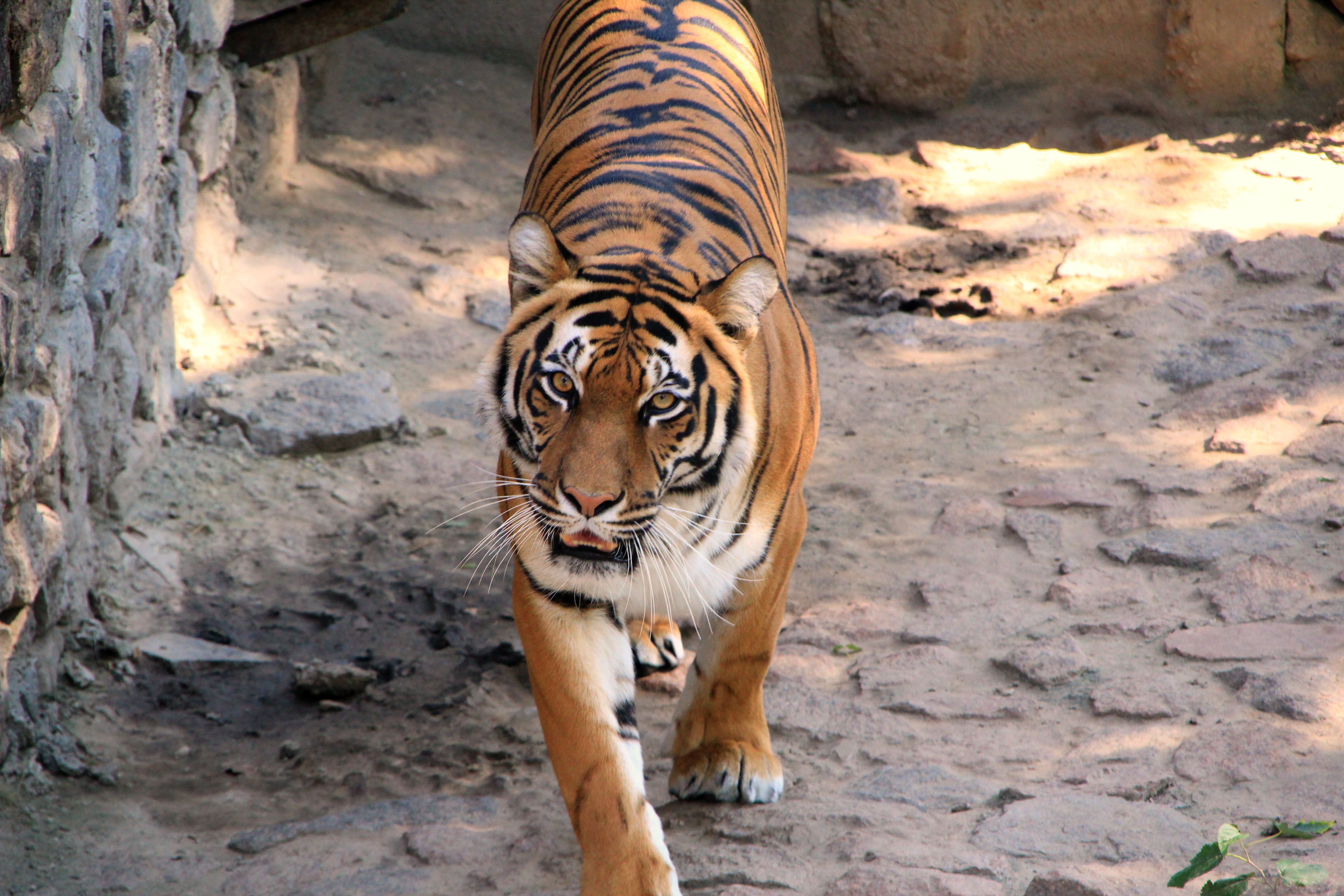 Tiger walking on rocky ground HD Wallpaper