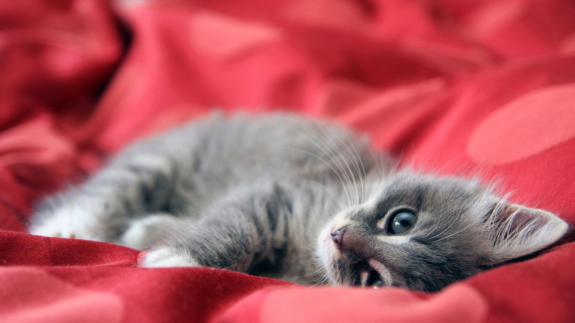 A cute gray kitten lying on a red blanket HD Wallpaper