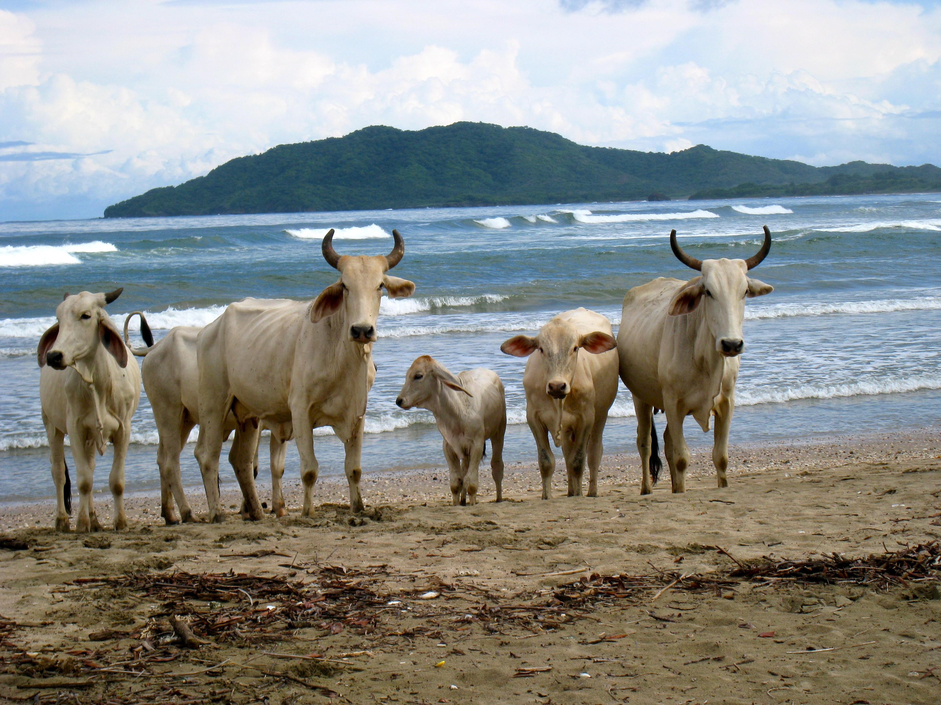 Cows on a beach with ocean and island in background HD Wallpaper