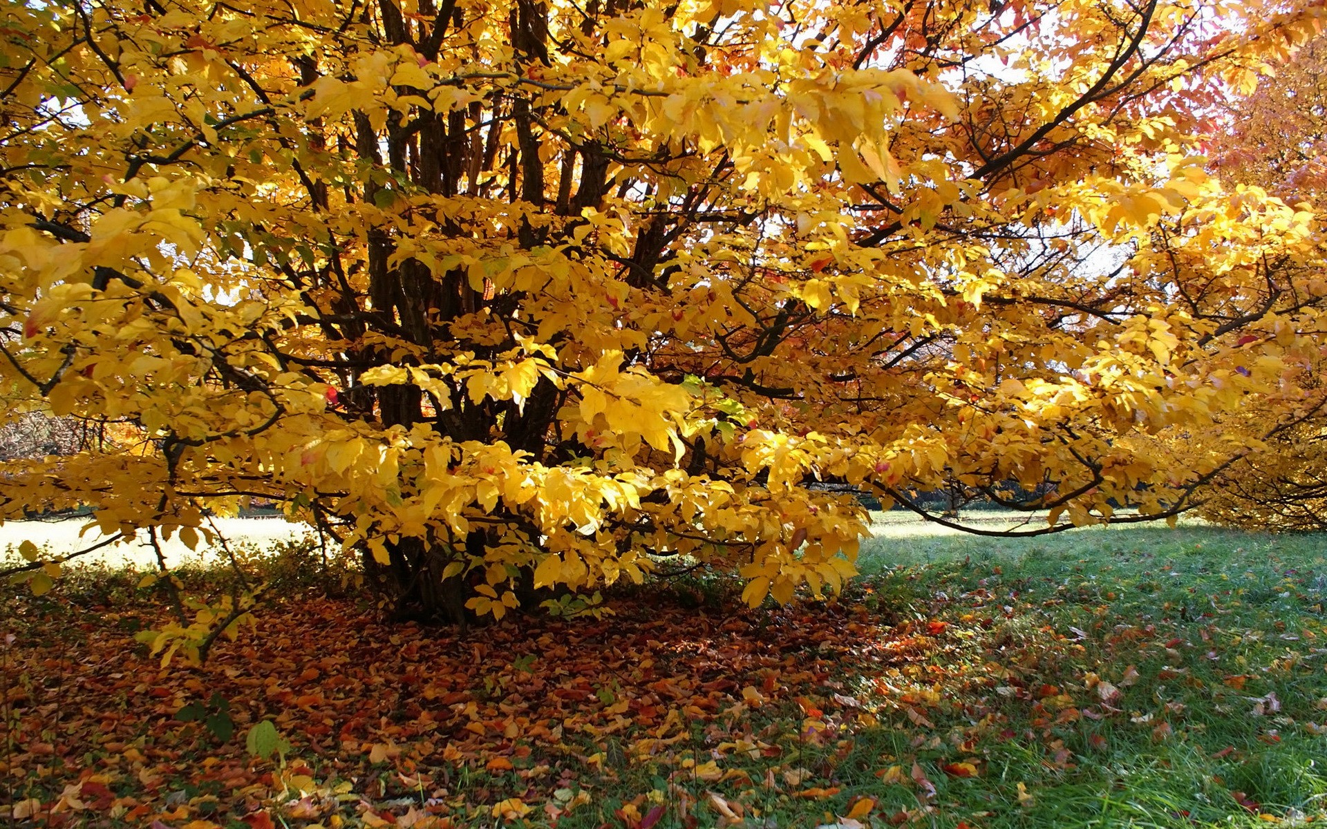 Tree with yellow autumn leaves and fallen leaves on the ground HD Wallpaper