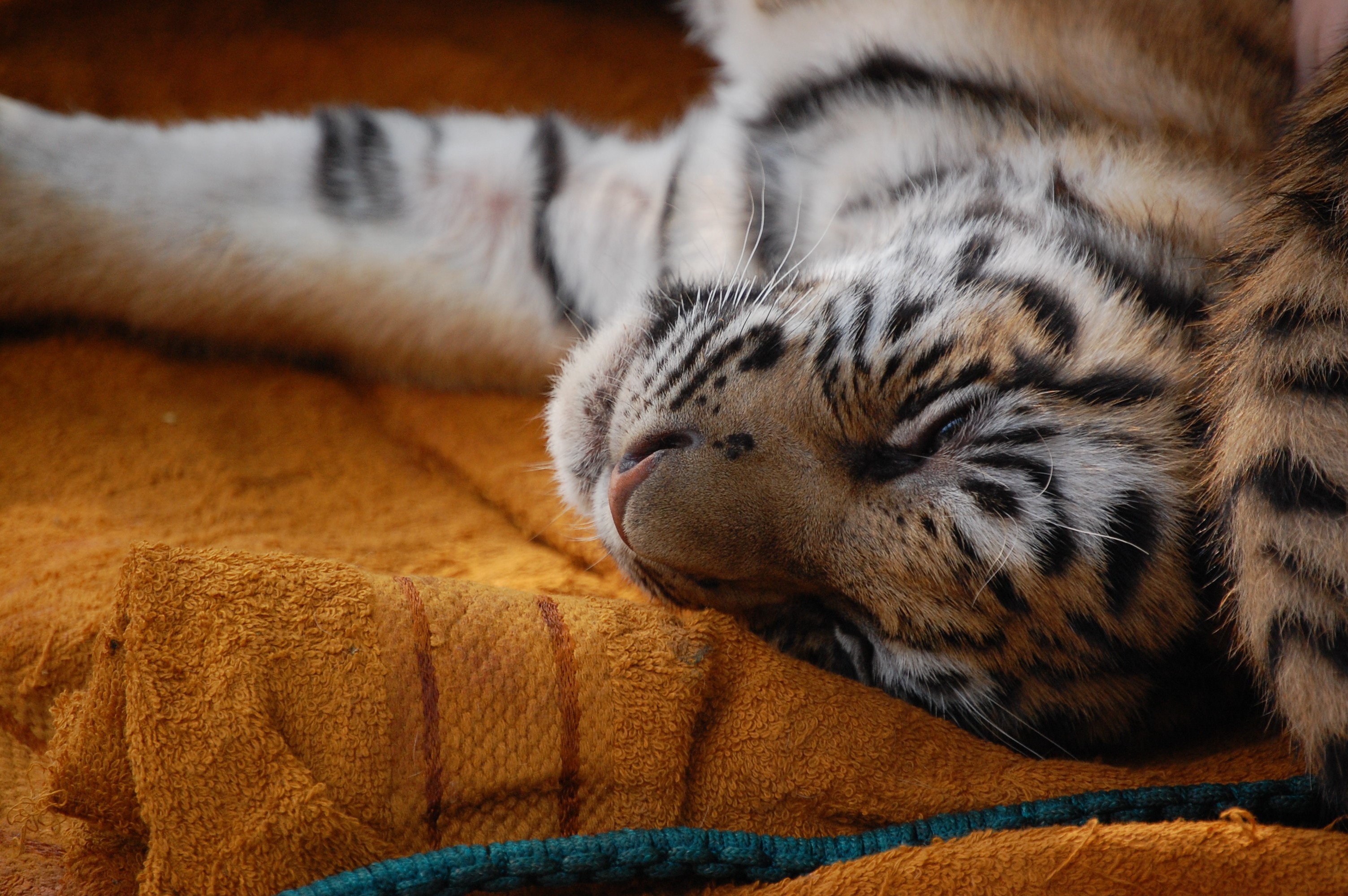 Tiger cub sleeping on an orange blanket HD Wallpaper