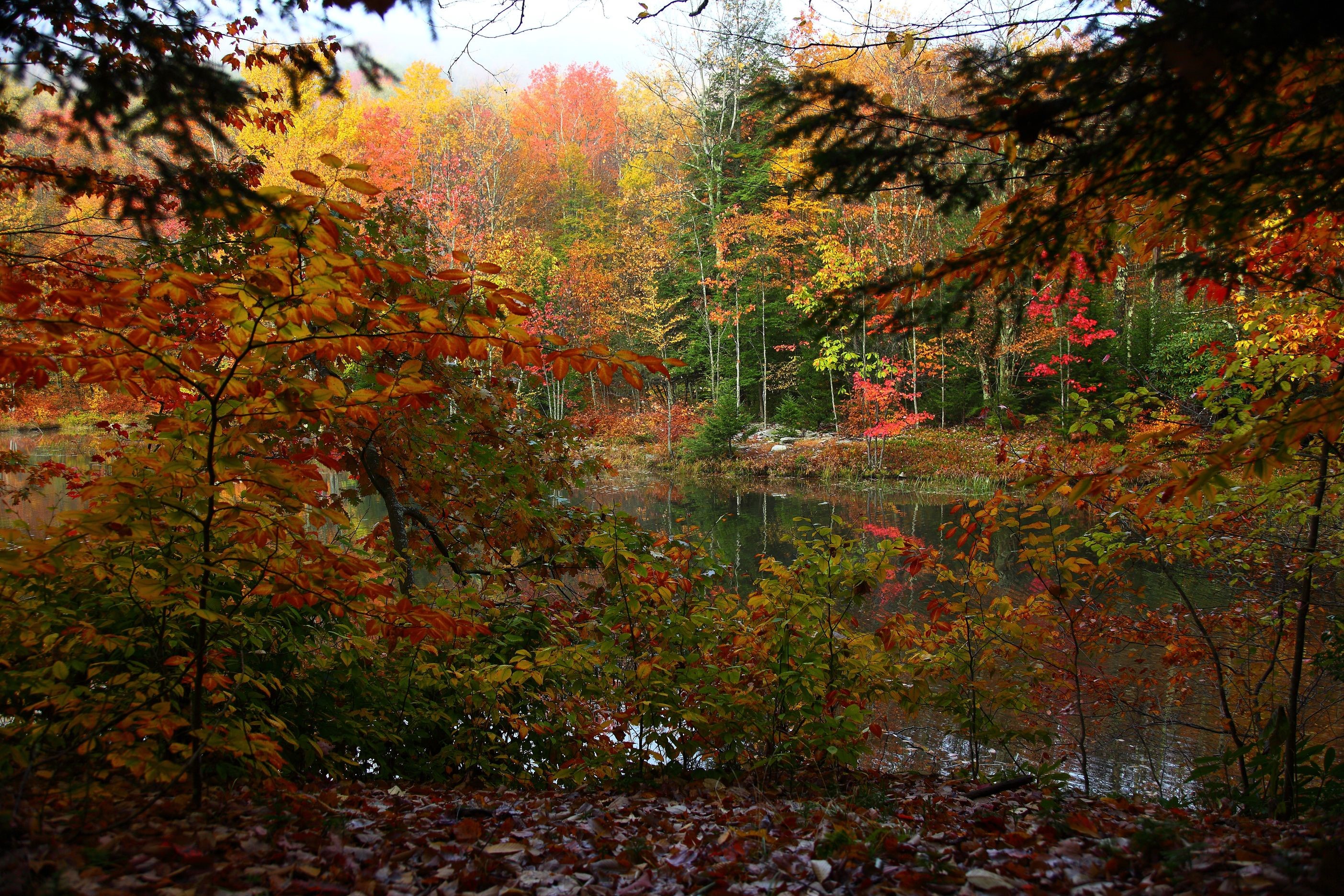 Autumn forest reflecting in a lake HD Wallpaper