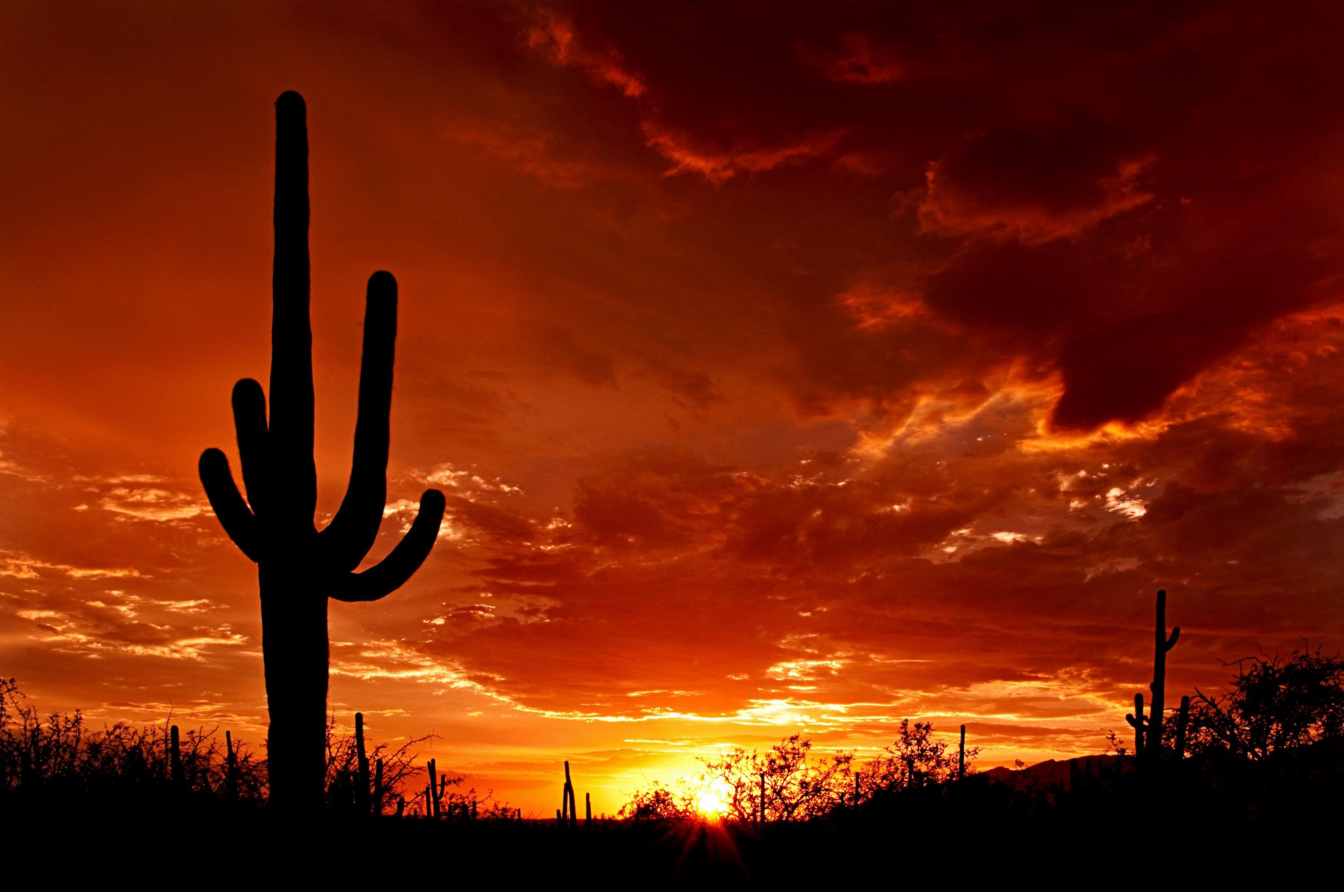 Desert sunset with saguaro cactus silhouette HD Wallpaper