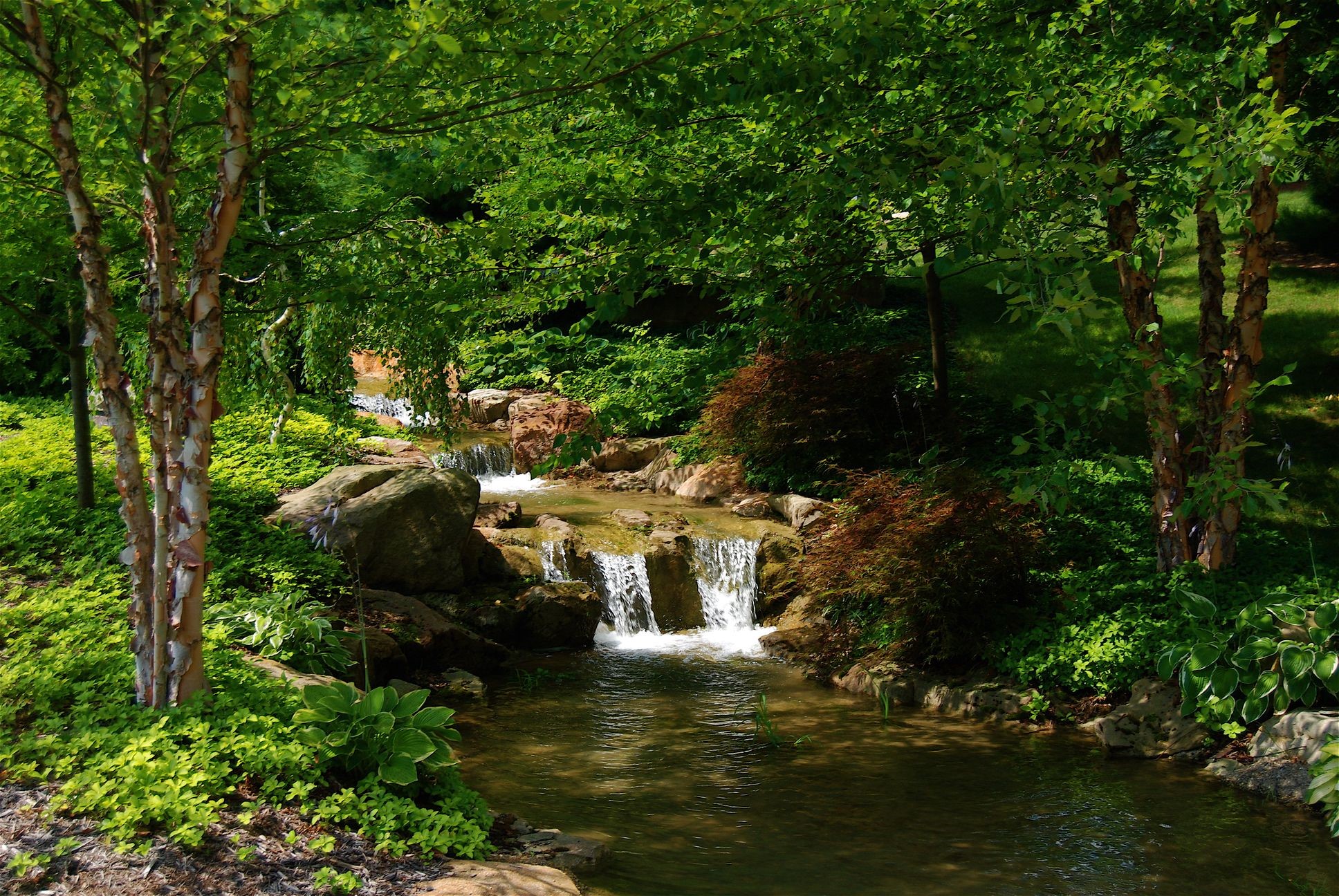 A stream flows through a lush green forest with trees and rocks HD Wallpaper