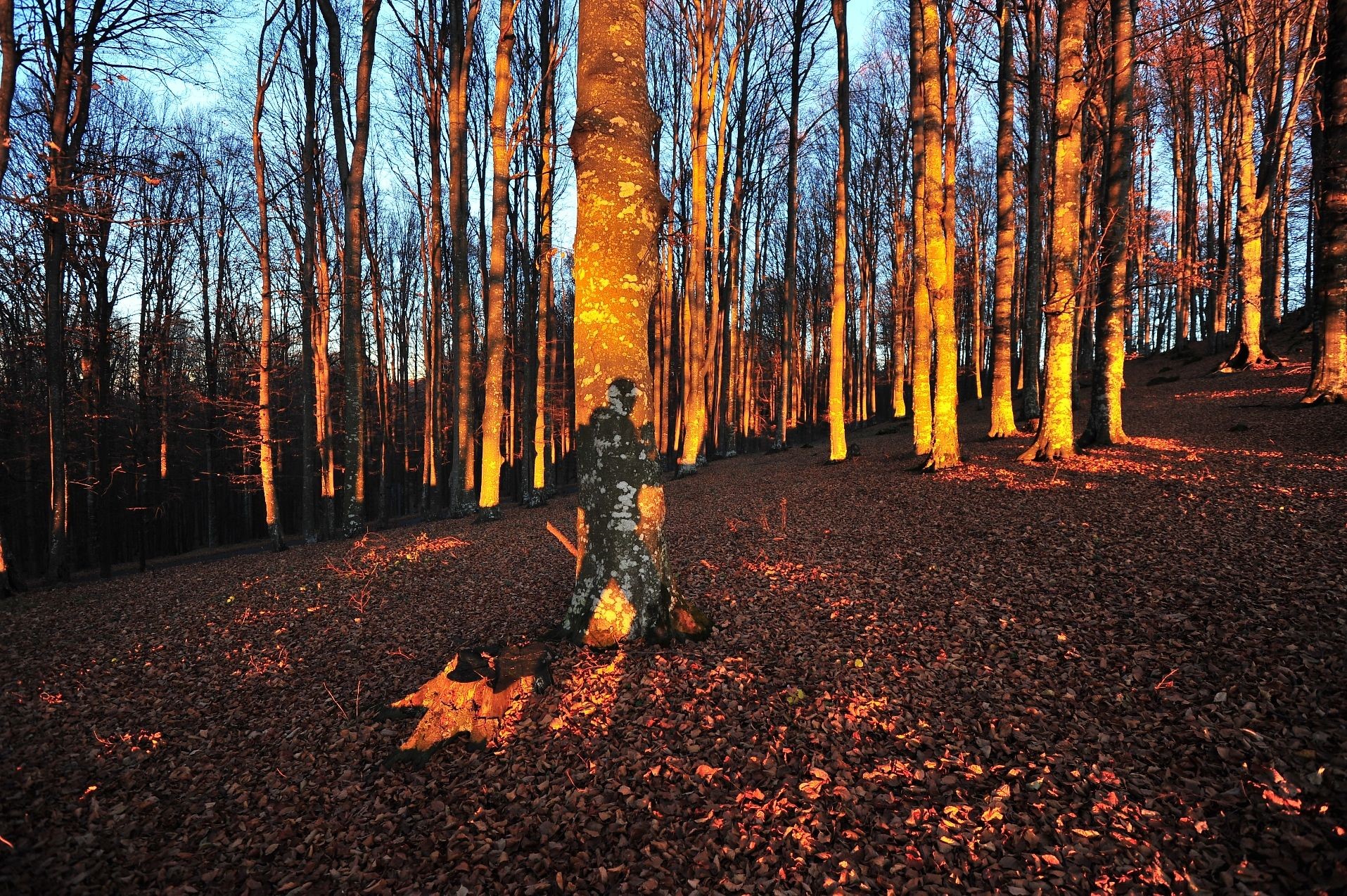 Forest with tall trees and fallen leaves HD Wallpaper