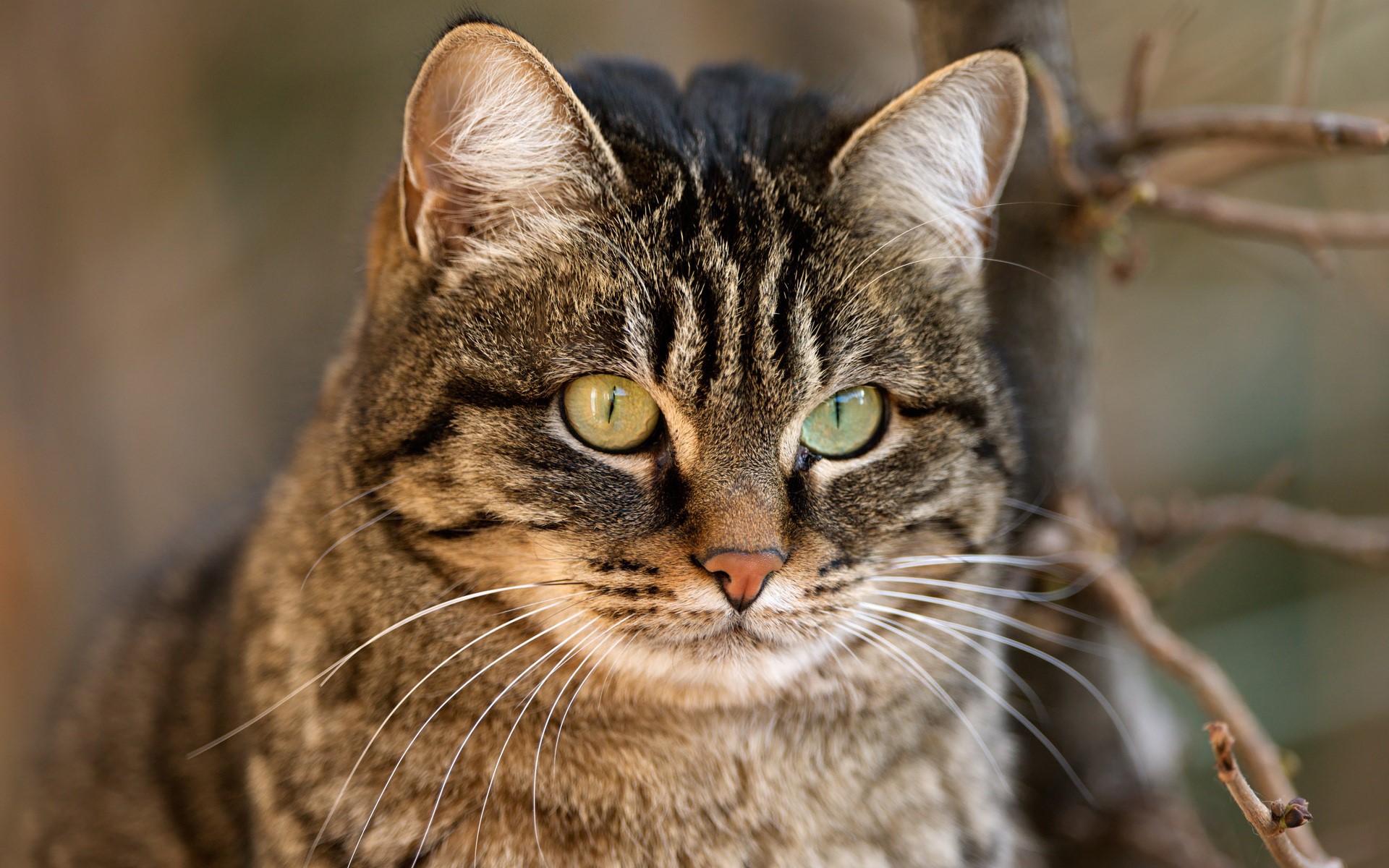 Close-up of a tabby cat's face HD Wallpaper