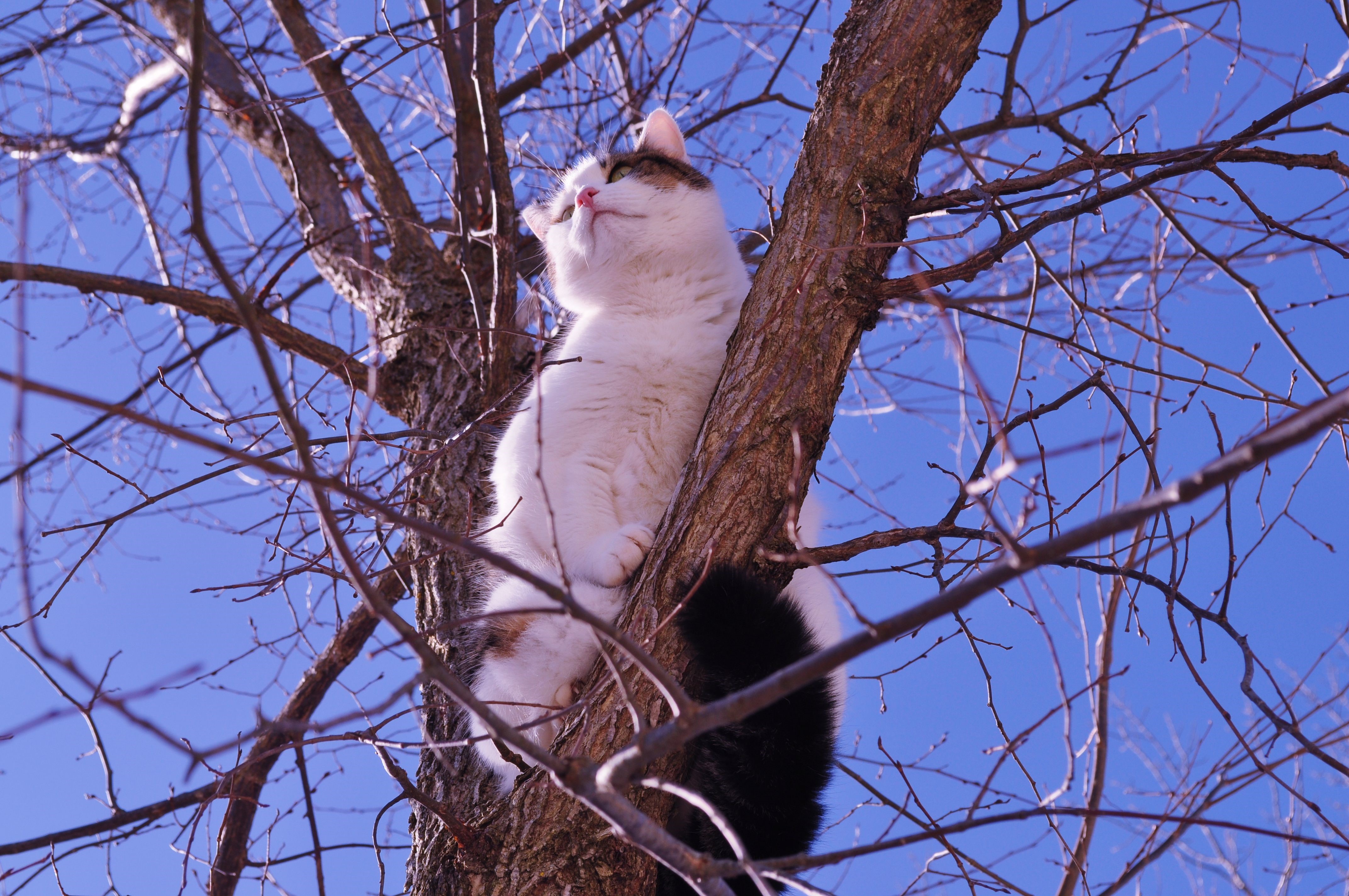 Cat sitting on a tree branch, bottom view HD Wallpaper