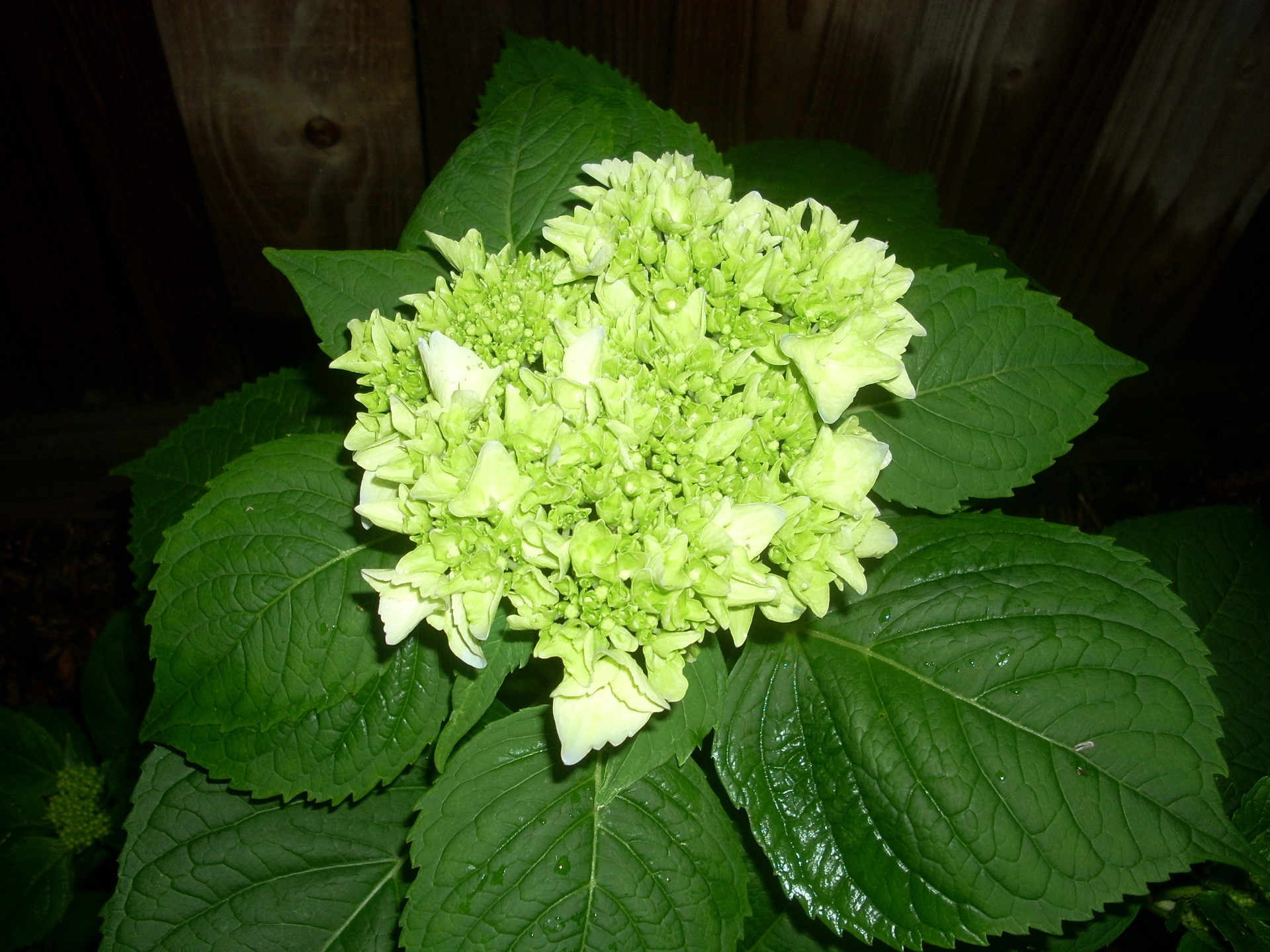 Green Hydrangea flower with leaves and wooden fence HD Wallpaper