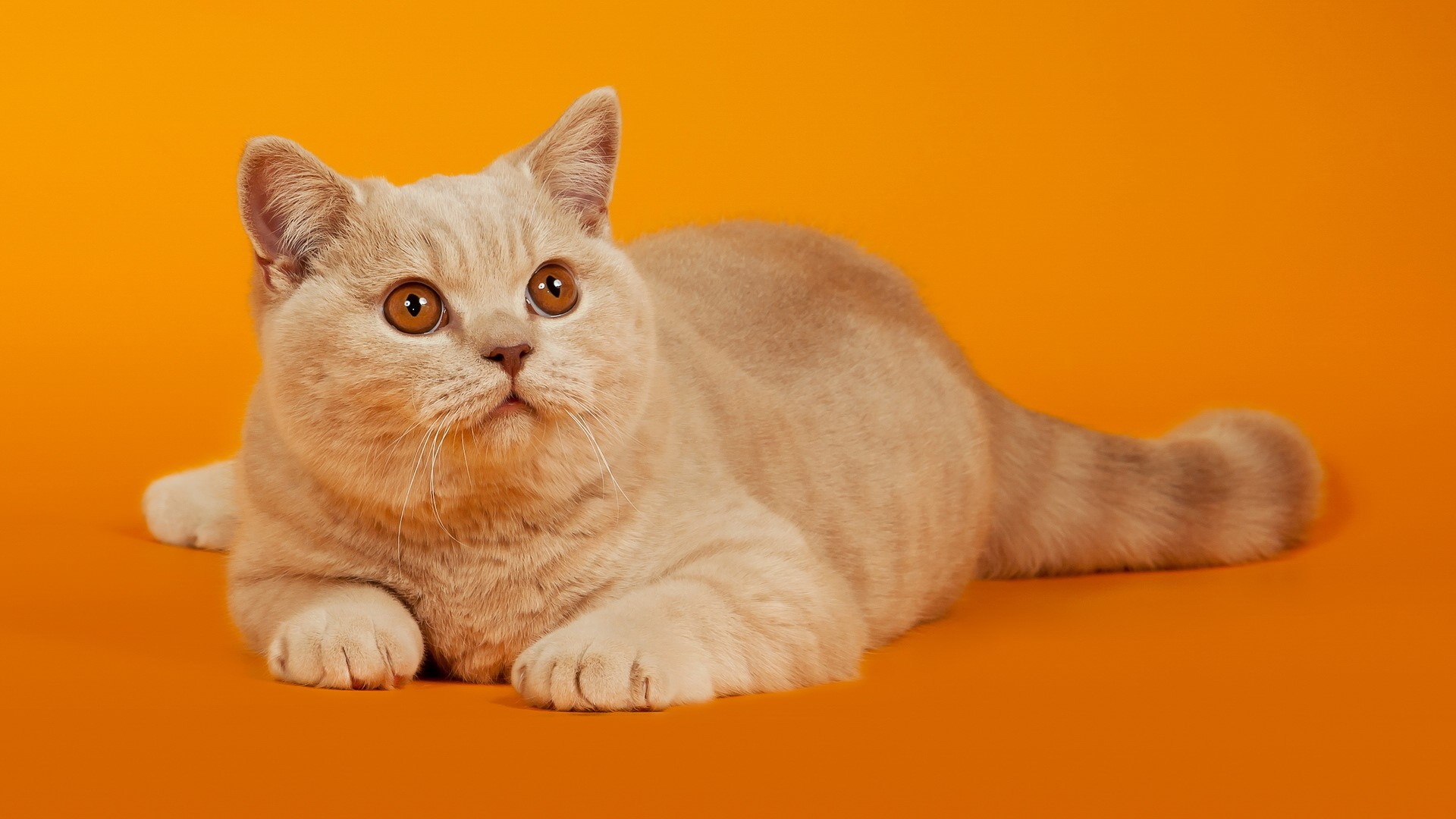 A cream-colored British Shorthair cat lying down HD Wallpaper