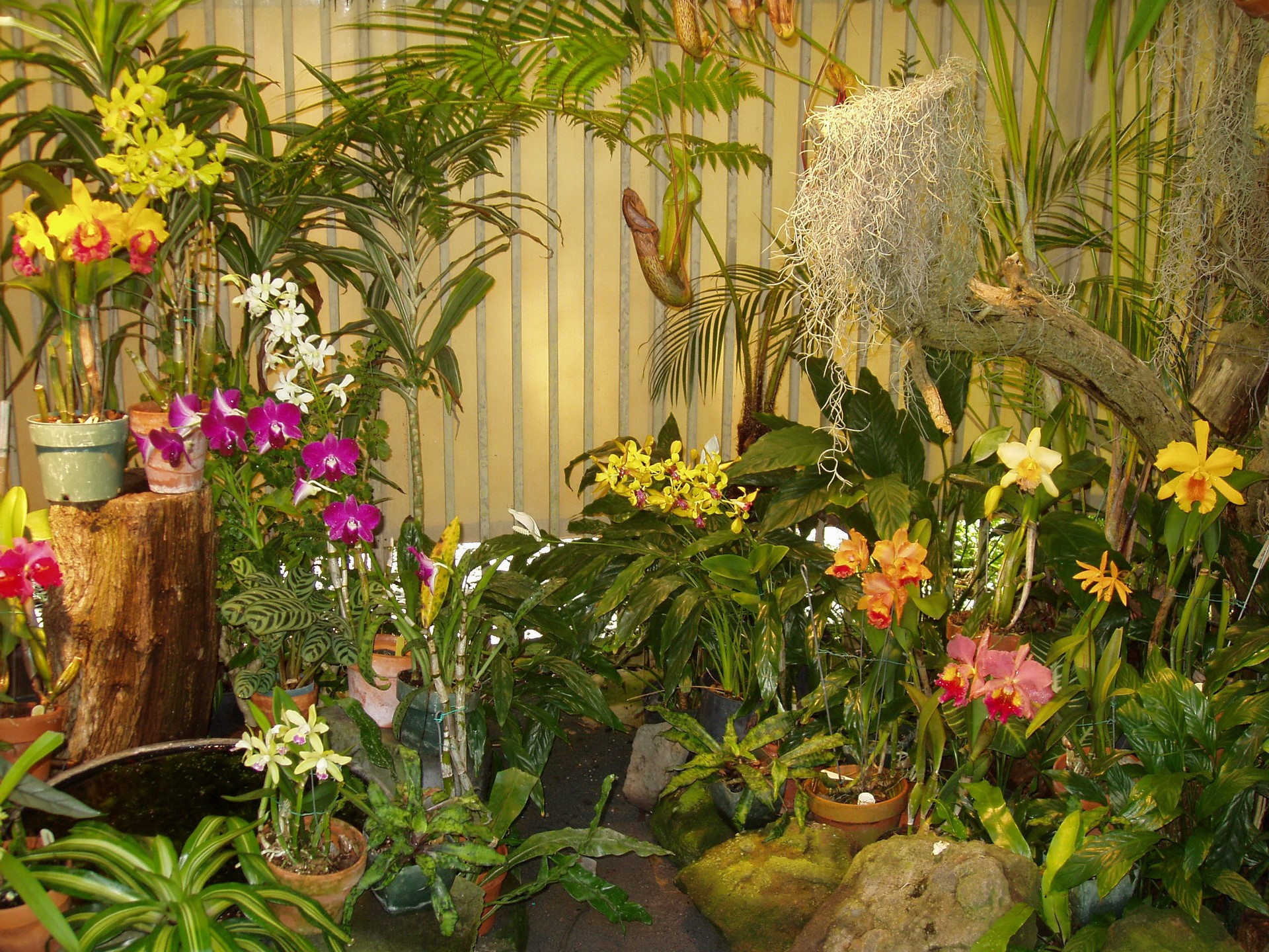 Orchid plants in a greenhouse HD Wallpaper