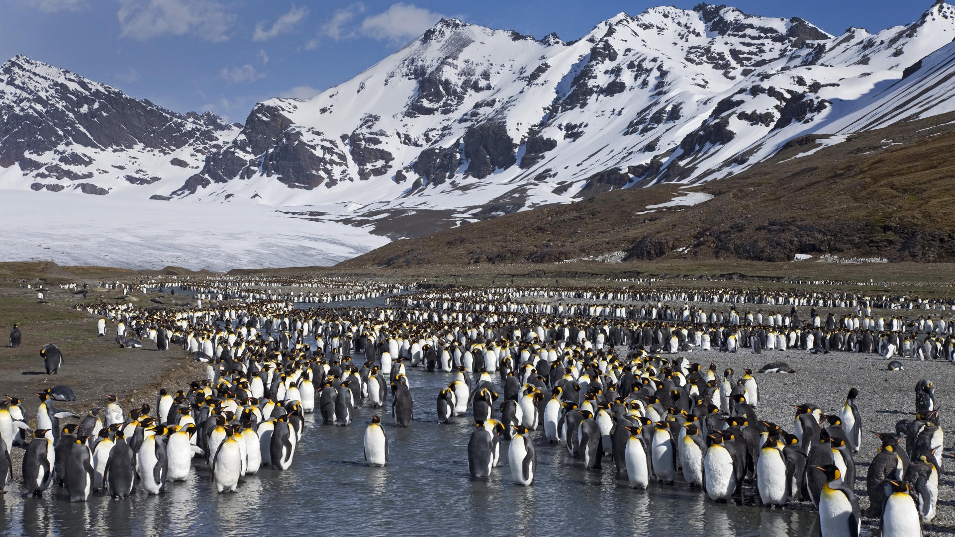 King Penguins on a Rocky Shore with Snow-Capped Mountains HD Wallpaper