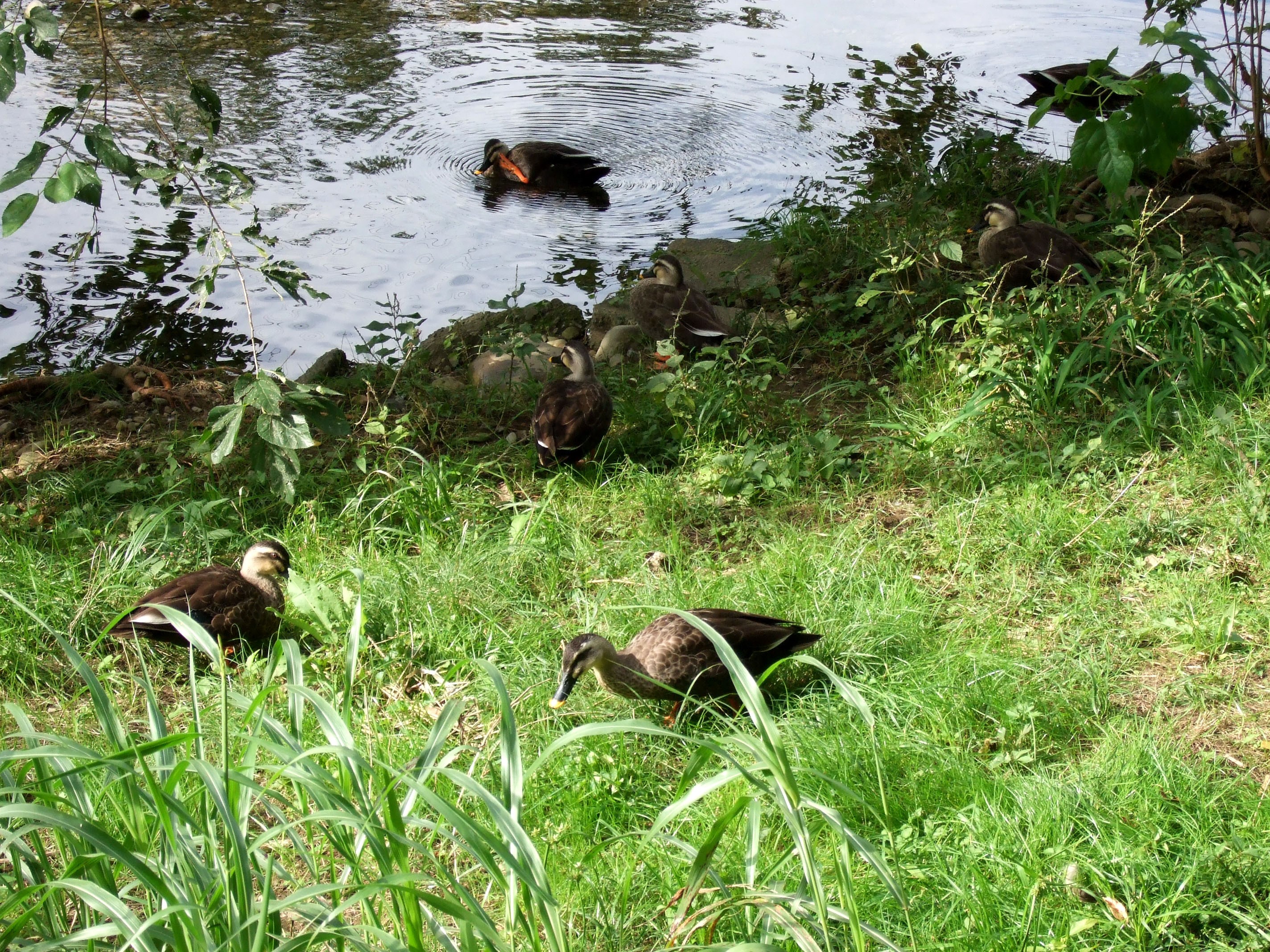 Ducks by the Water HD Wallpaper
