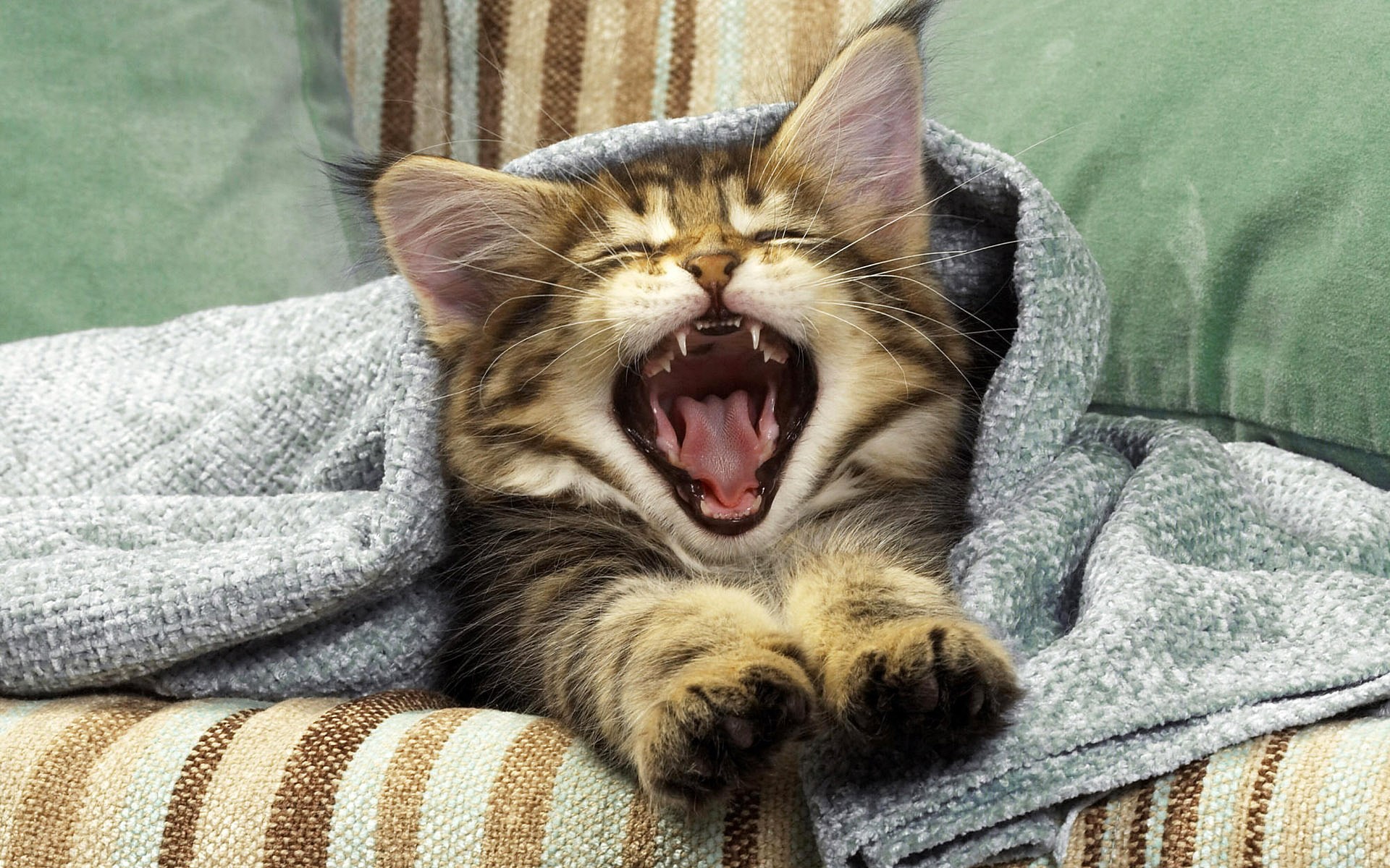 Kitten yawning wrapped in a blanket HD Wallpaper