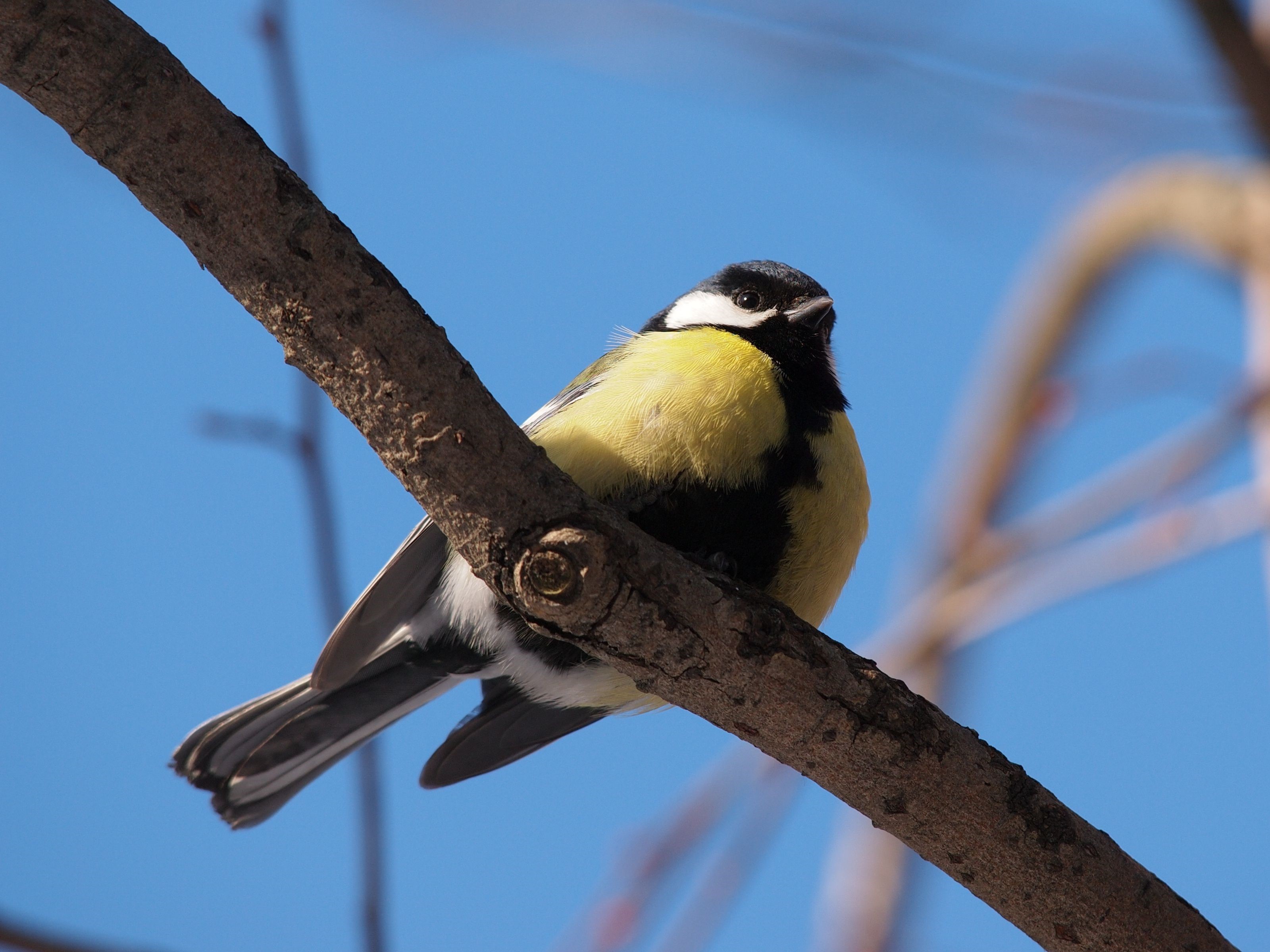 Great tit bird perched on a tree branch HD Wallpaper
