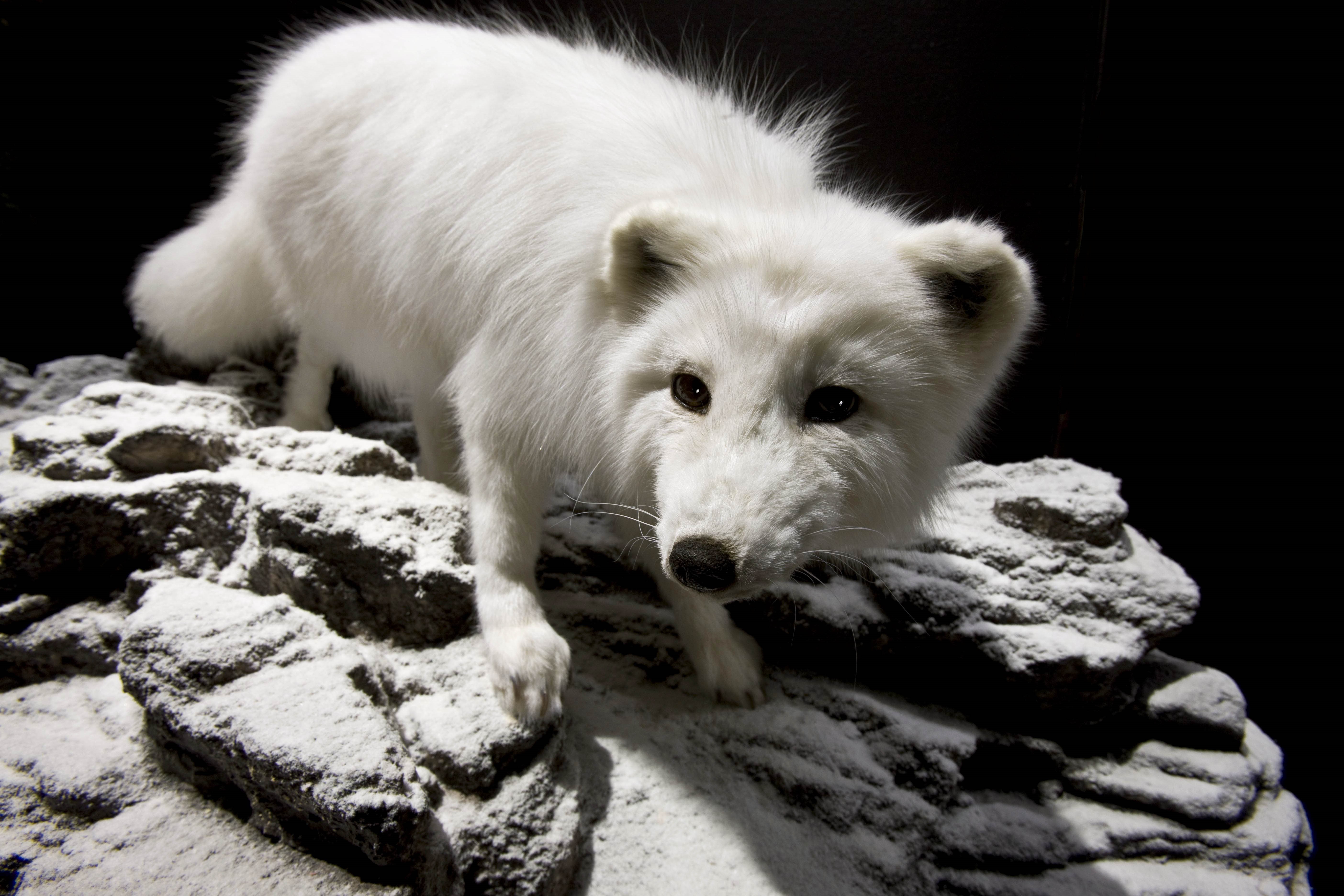 Arctic fox on snowy rocks HD Wallpaper