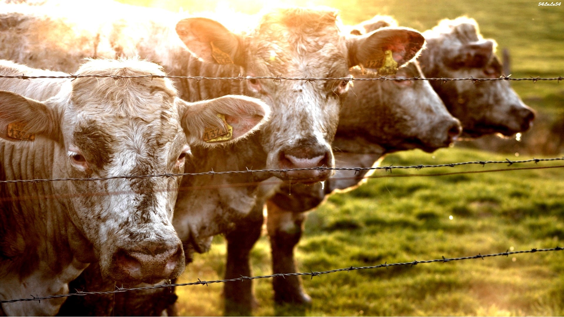 Cows behind a barbed wire fence at sunset HD Wallpaper